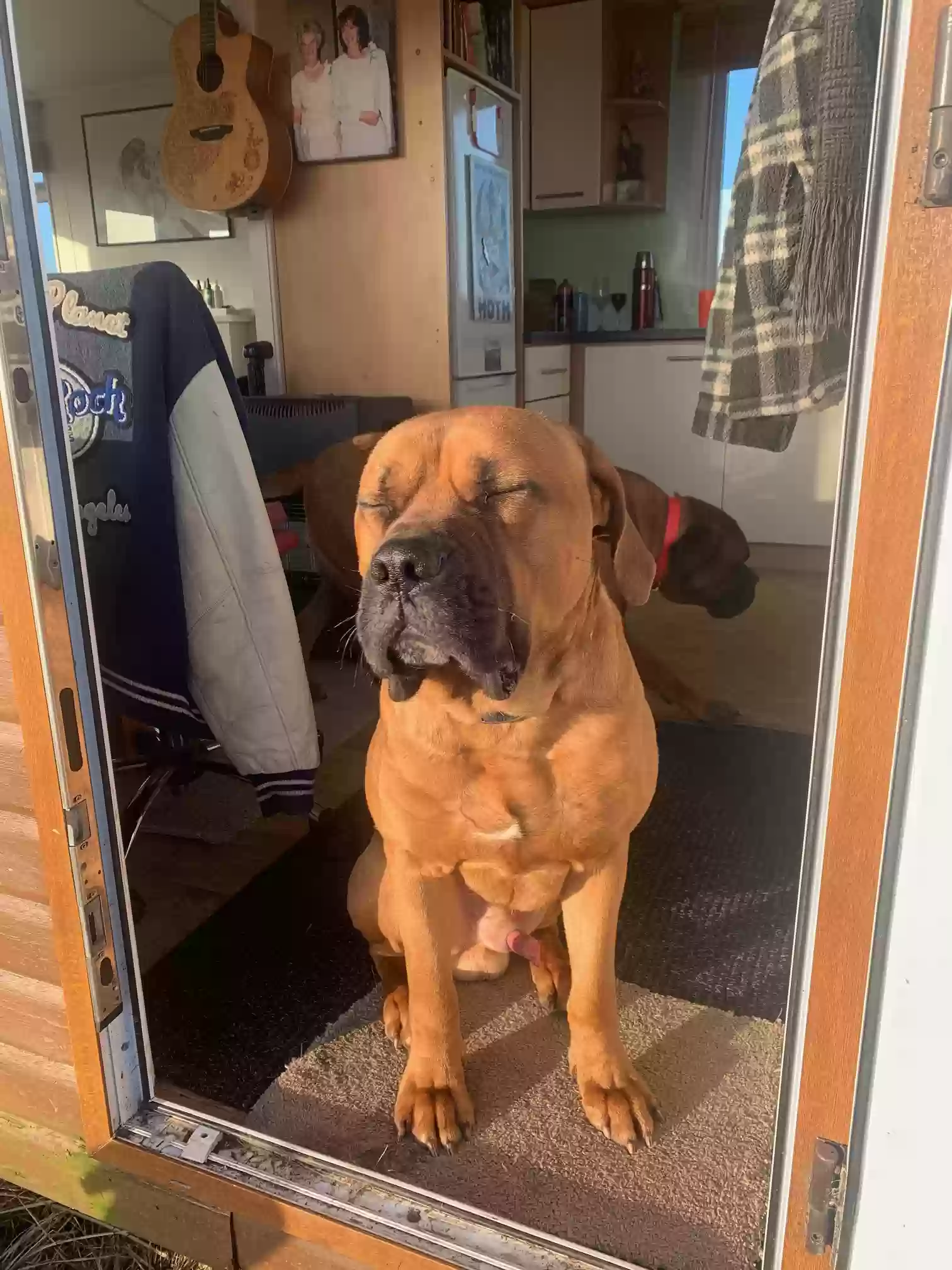 adoptable Dog in Perth,Scotland named BERT