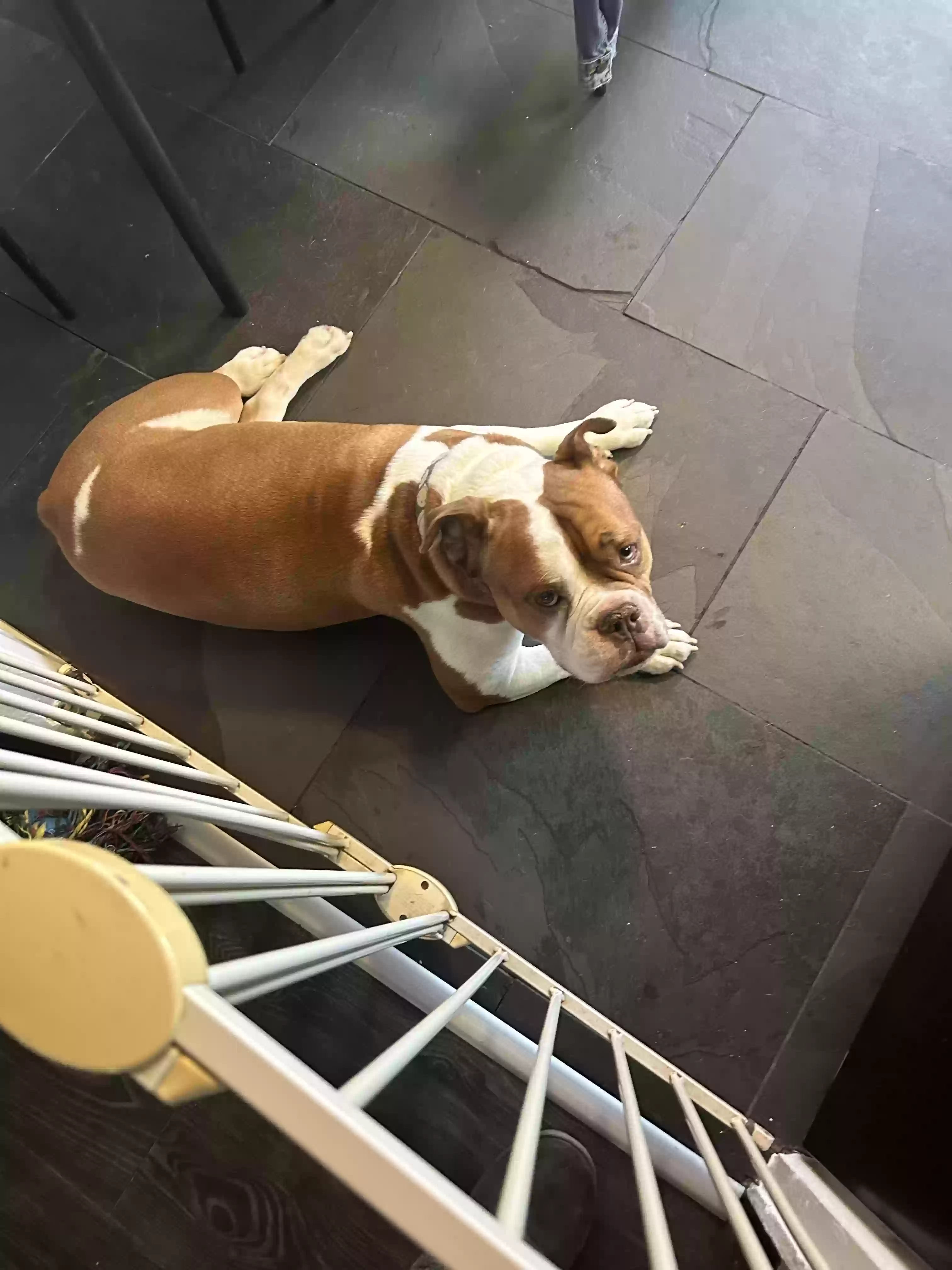 adoptable Dog in London,England named Teddy
