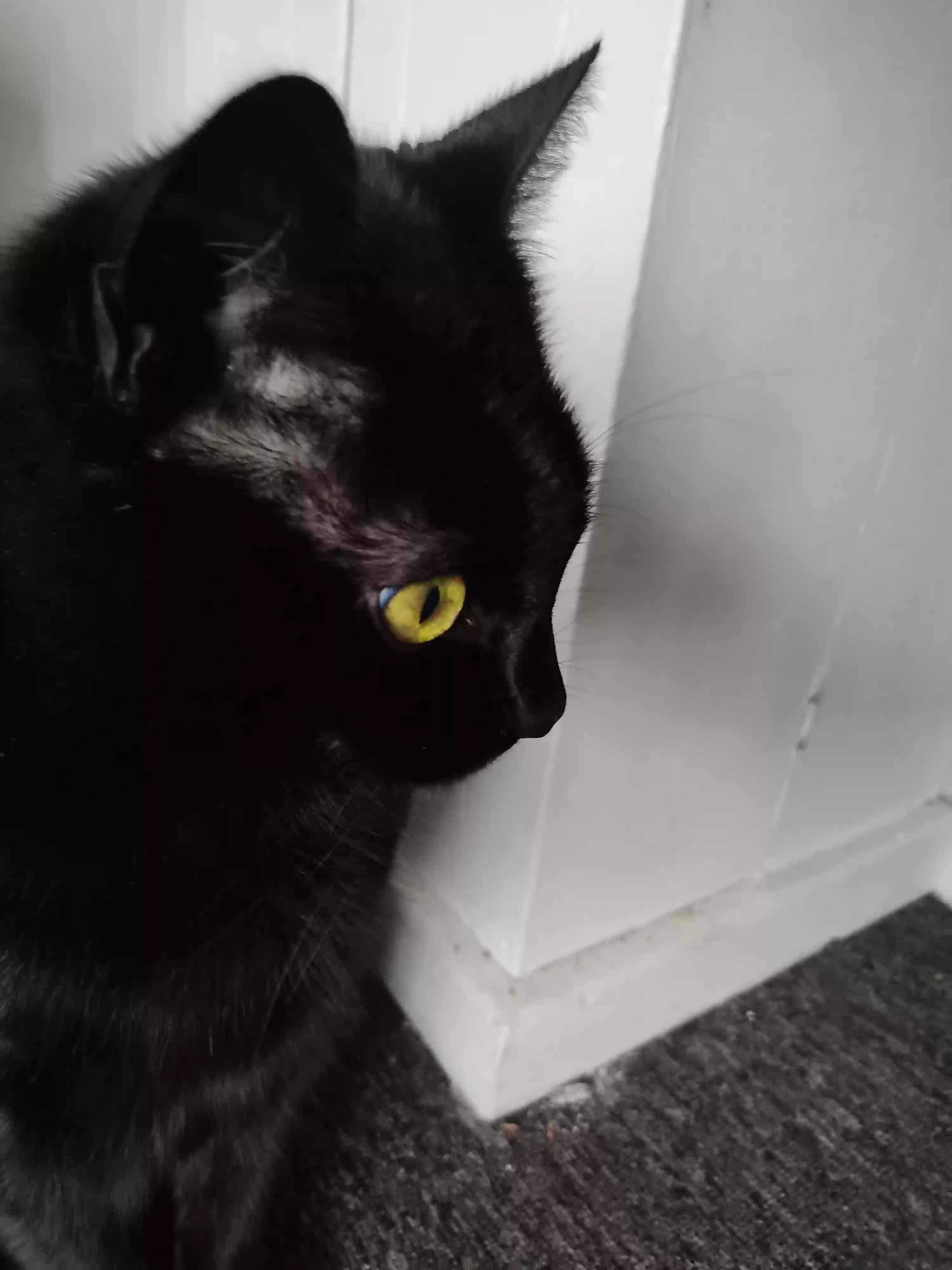adoptable Cat in Southampton,England named Freddie