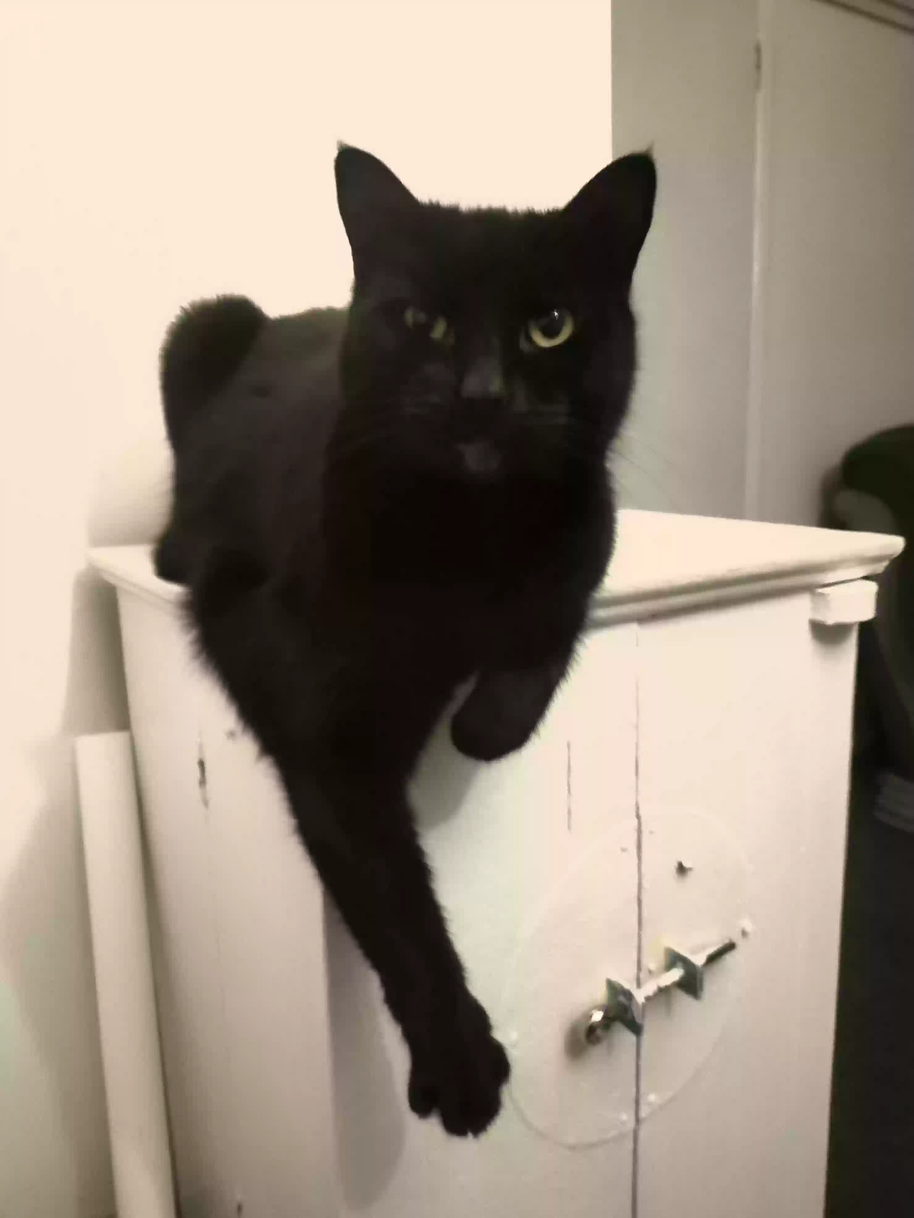 adoptable Cat in Southampton,England named Millie