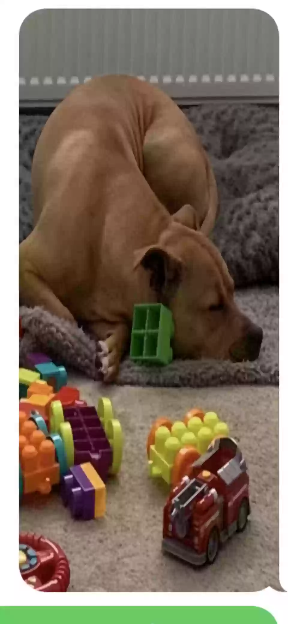 adoptable Dog in Glasgow,Scotland named Nemi