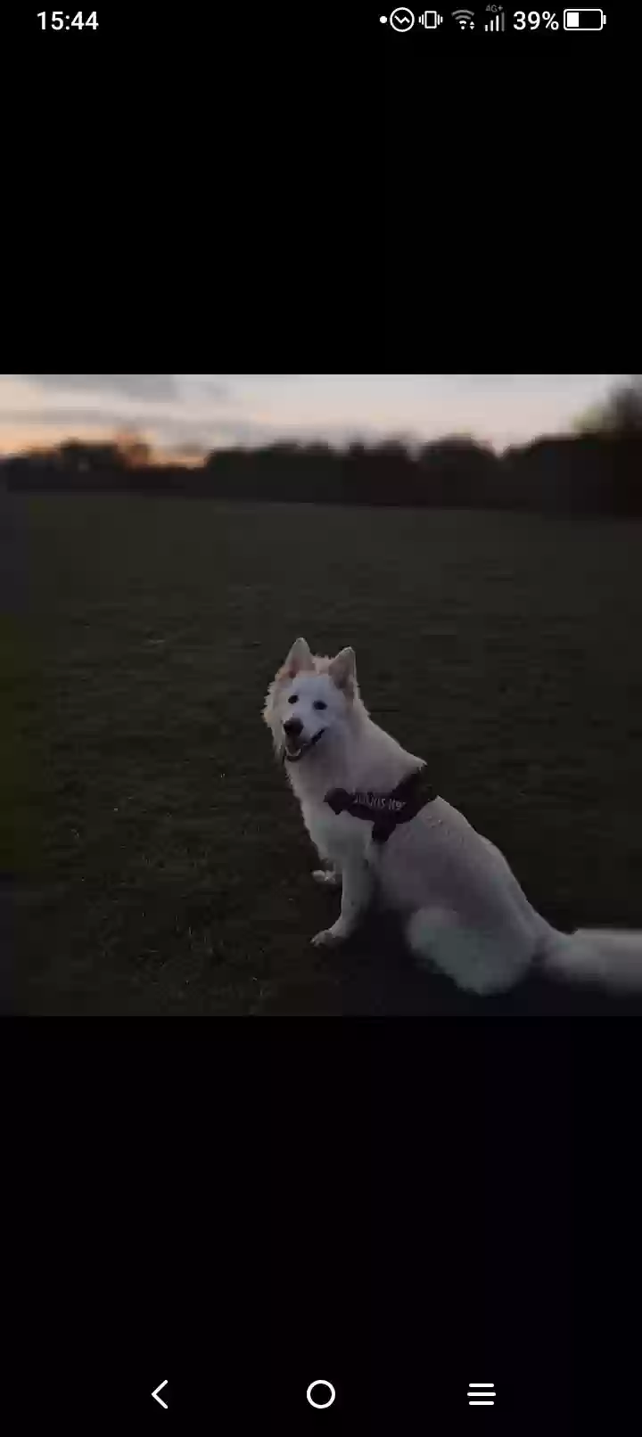 adoptable Dog in Derby,England named