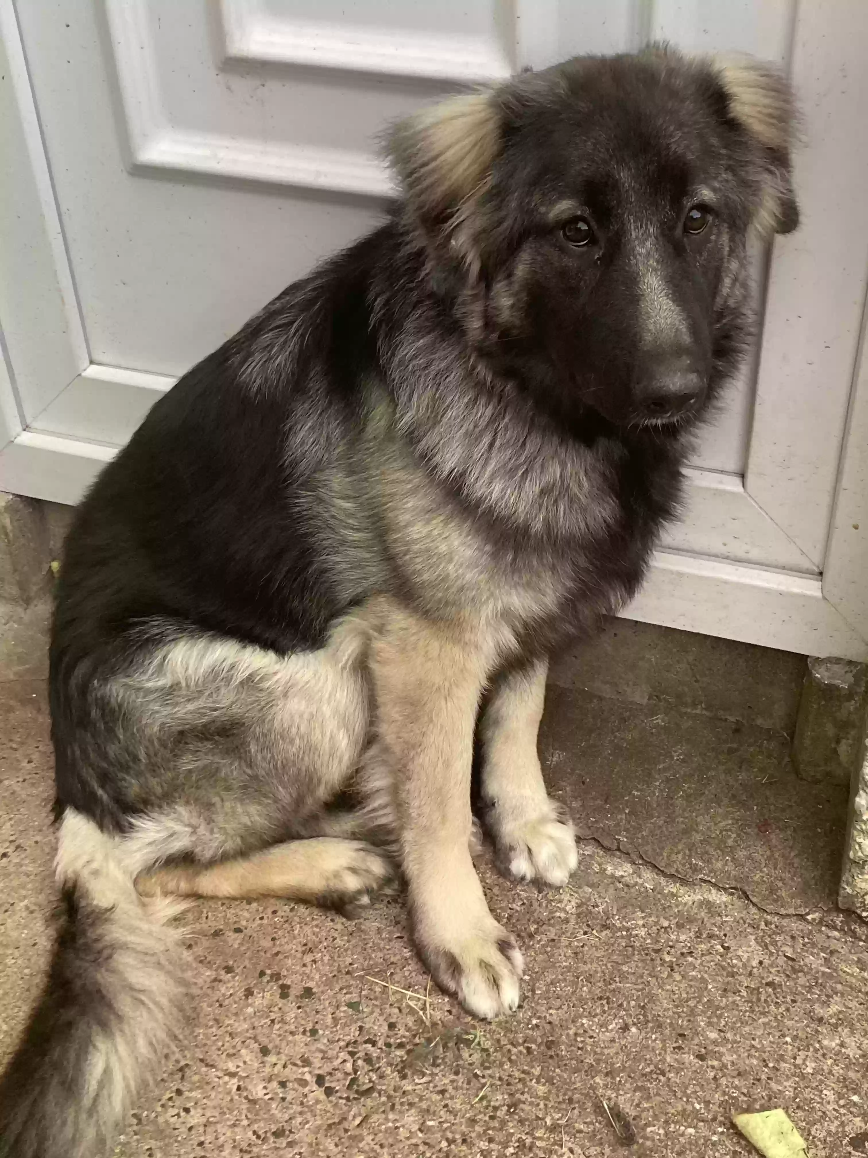 adoptable Dog in Belfast,Northern Ireland named Bear