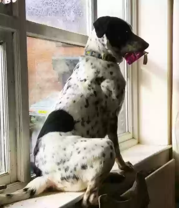 adoptable Dog in Manchester,England named Milo