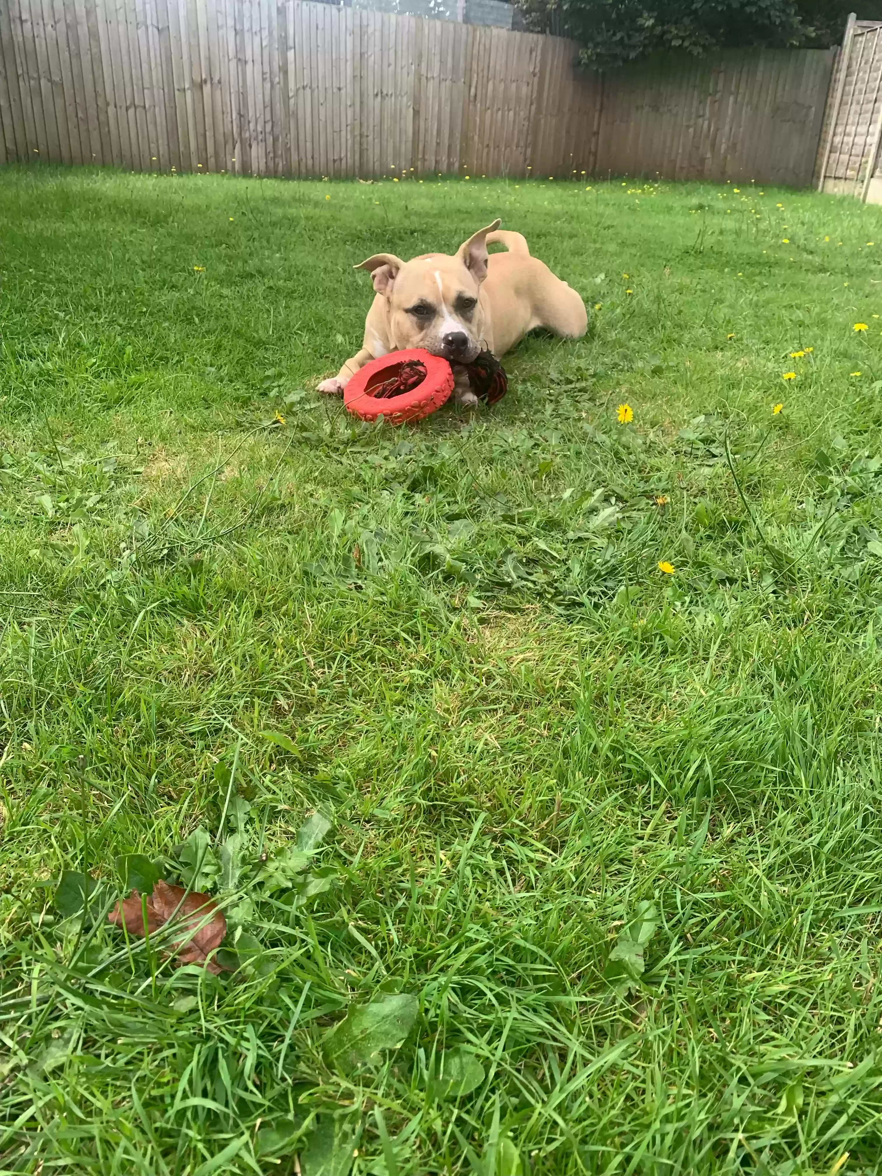 adoptable Dog in Wolverhampton,England named Rocko