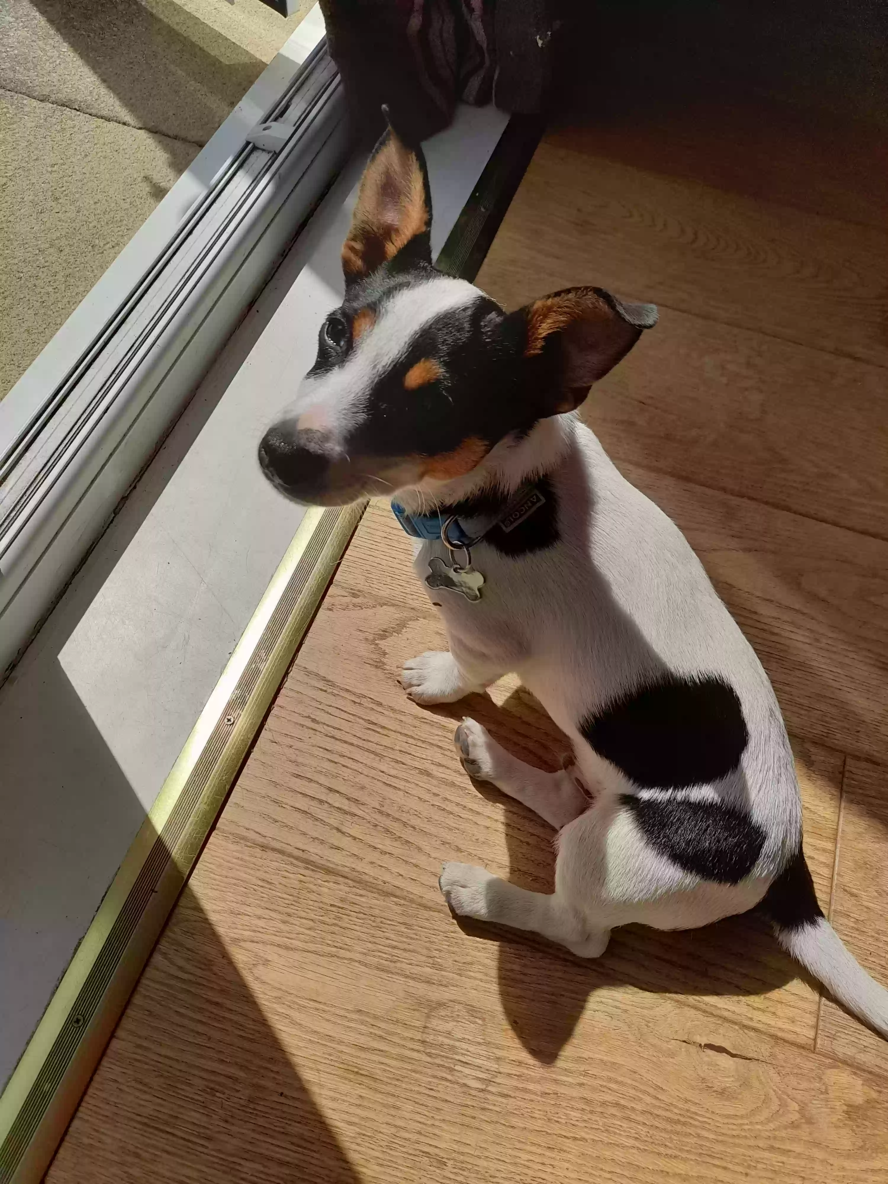 adoptable Dog in Inverness,Scotland named Ollie