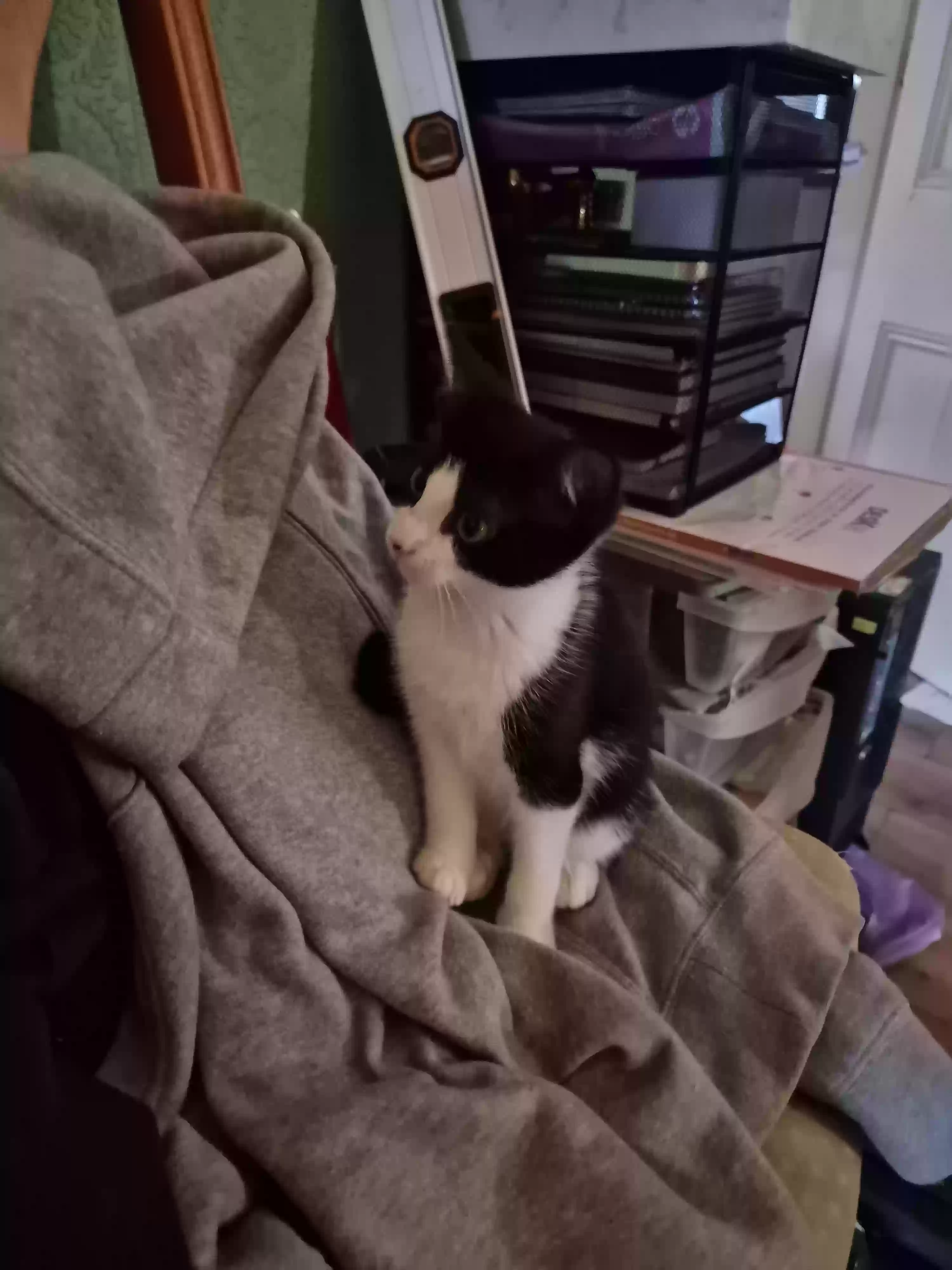 adoptable Cat in Preston,England named Kitten