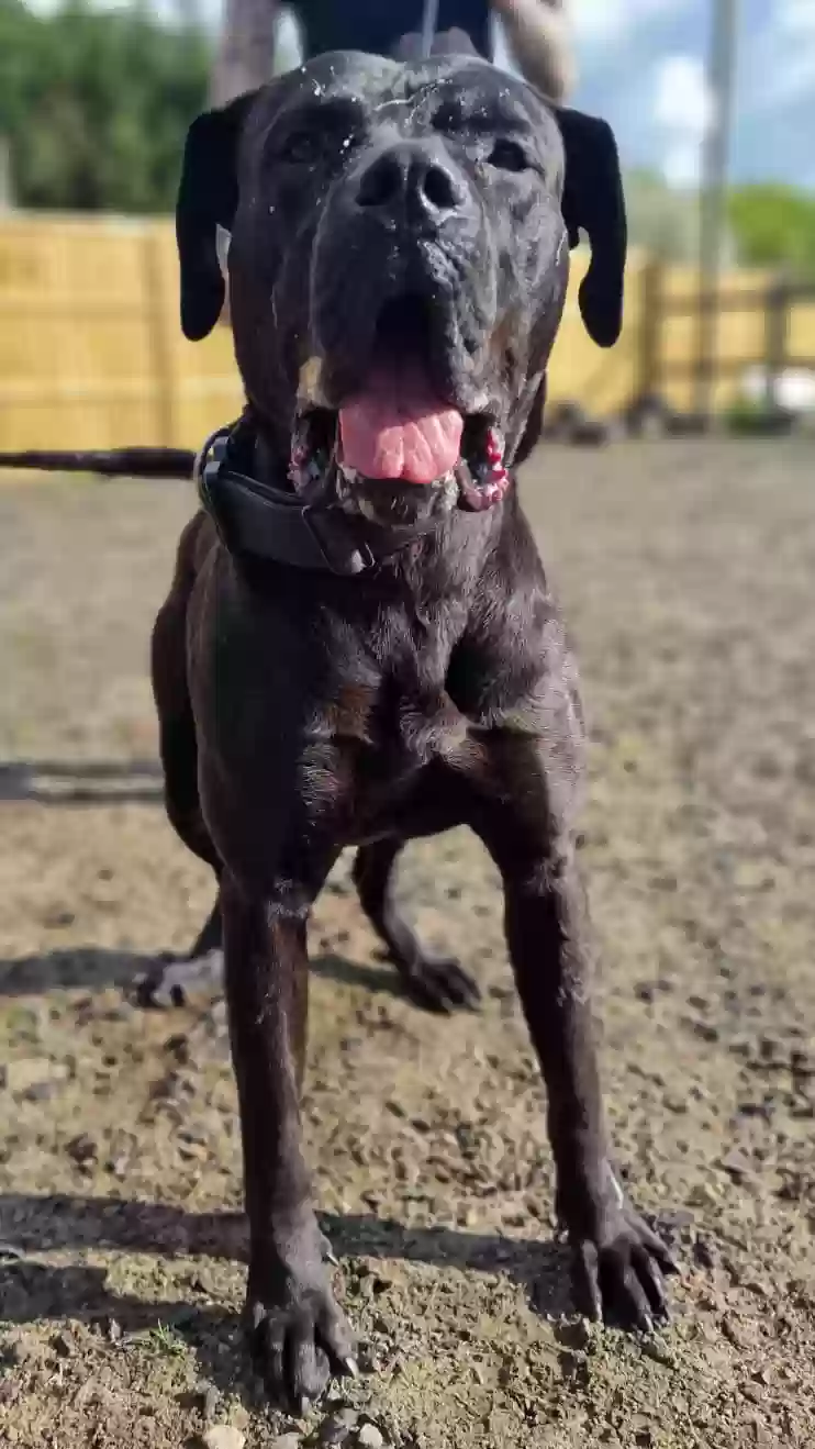 adoptable Dog in Newcastle Upon Tyne,England named Apollo