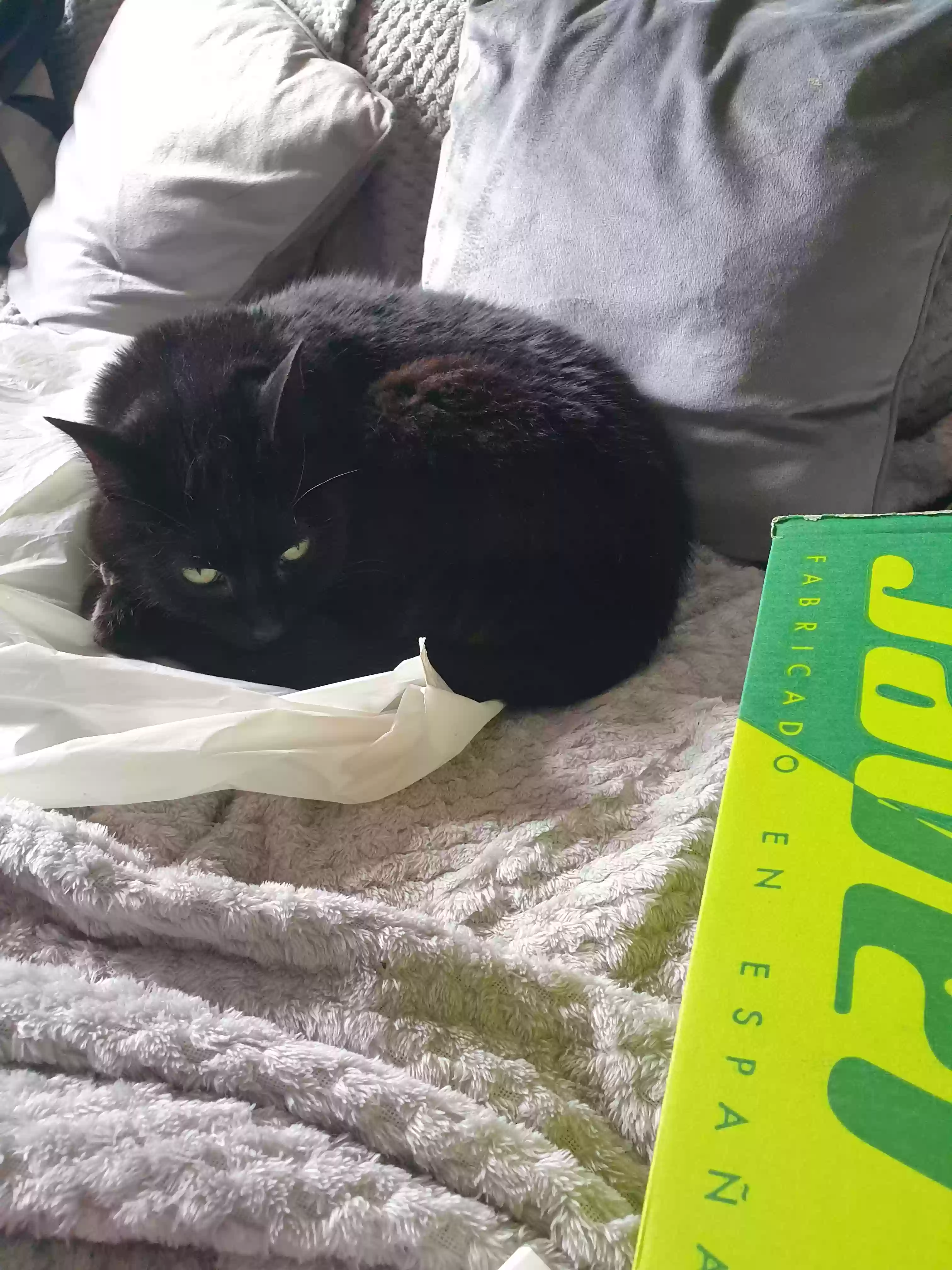 adoptable Cat in Glasgow,Scotland named Misty