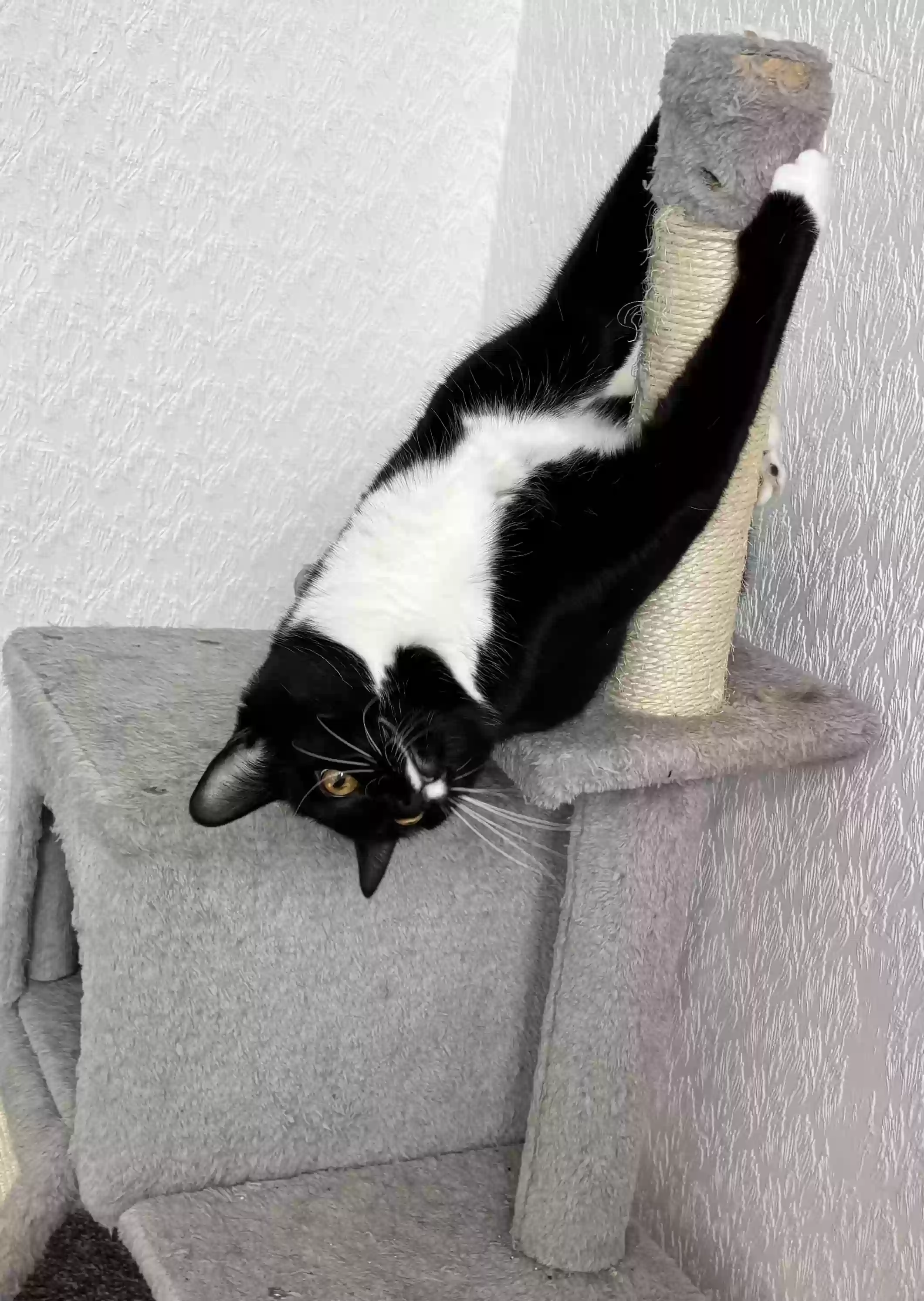 adoptable Cat in Coventry,England named Zeke (Ezekiel)