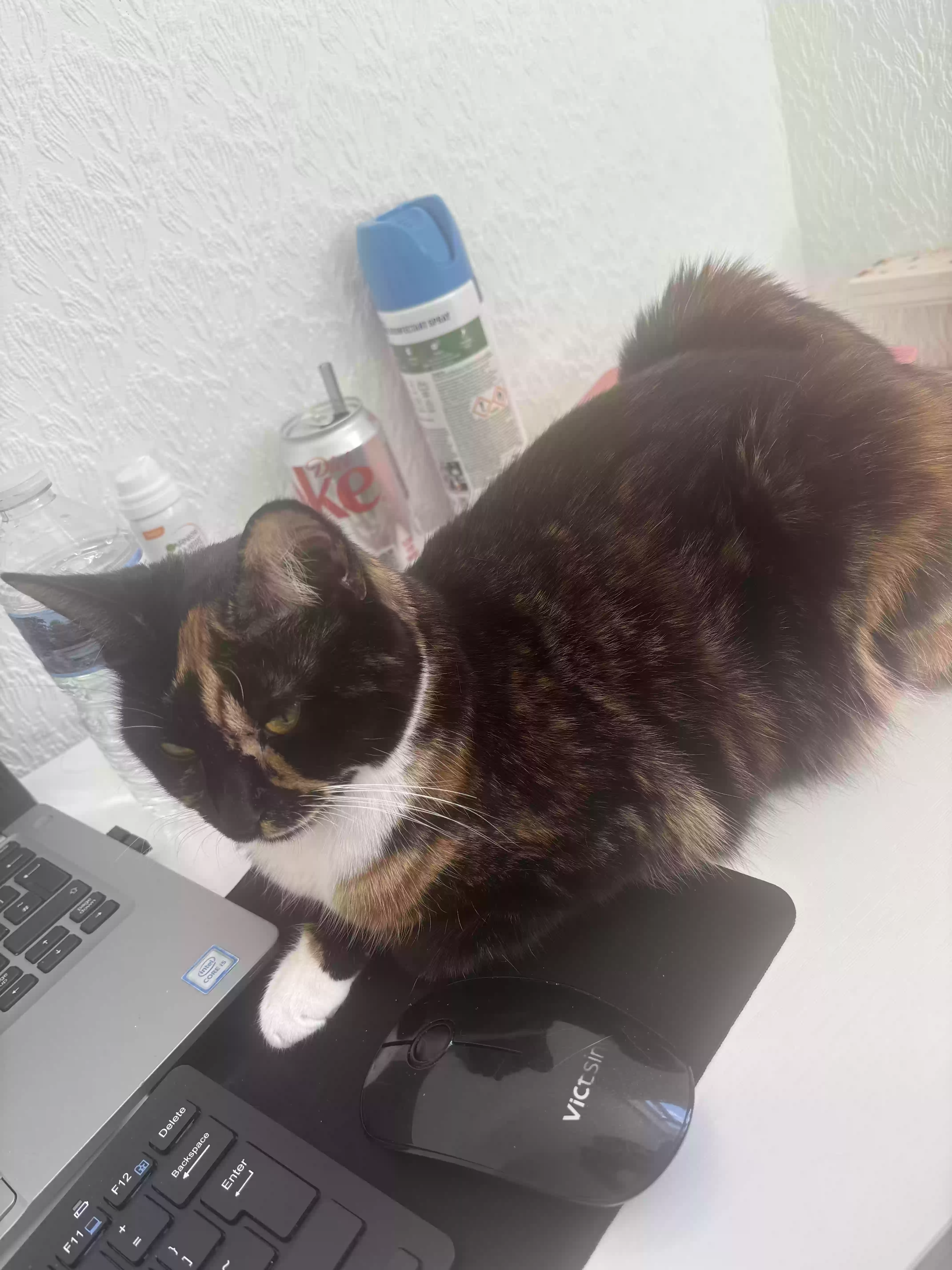 adoptable Cat in Coventry,England named Luna