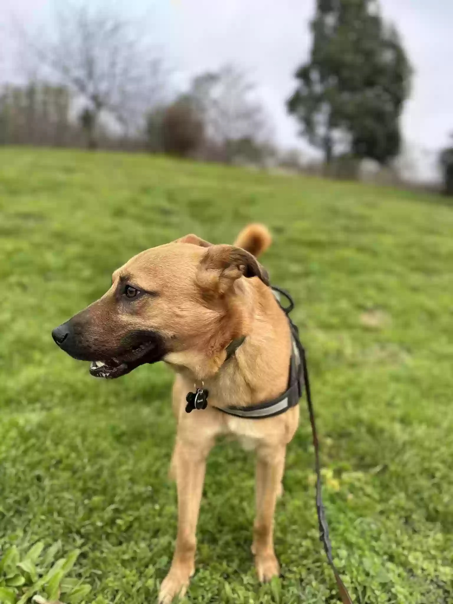 adoptable Dog in Essex,United Kingdom named Buddy