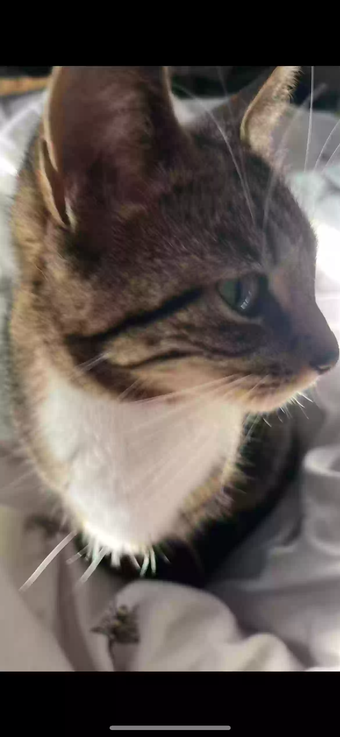 adoptable Cat in Glasgow,Scotland named Bella