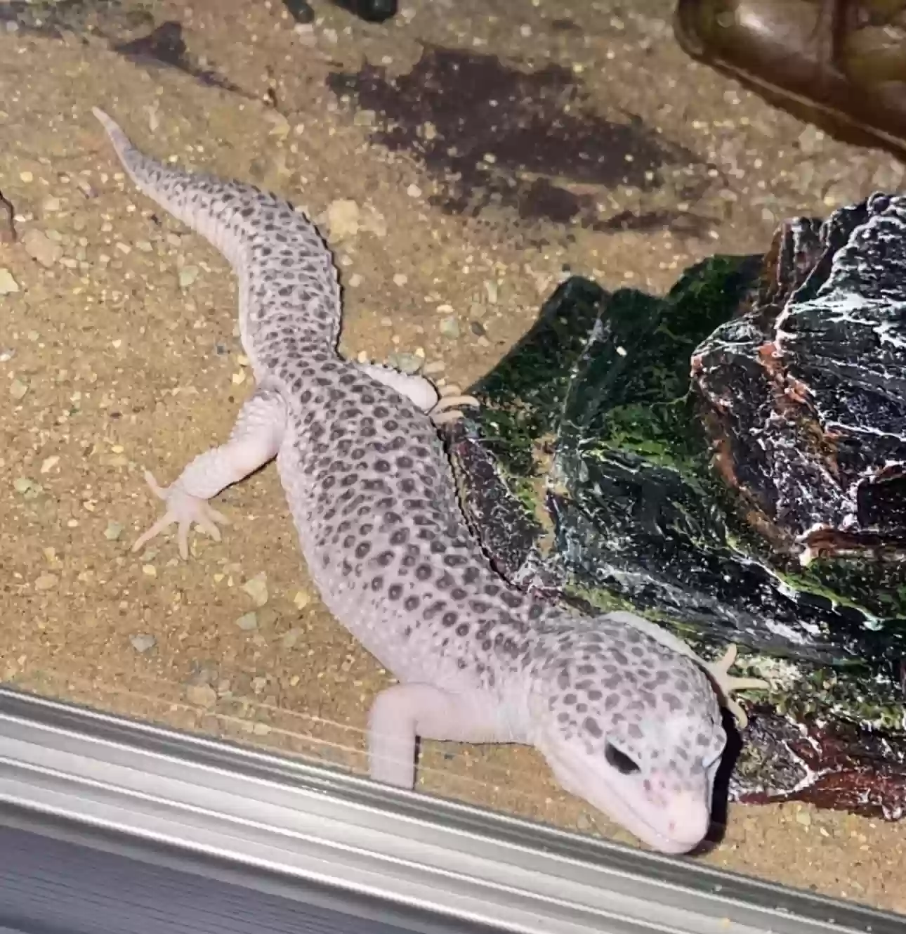 adoptable Reptile in Southampton,England named Echo