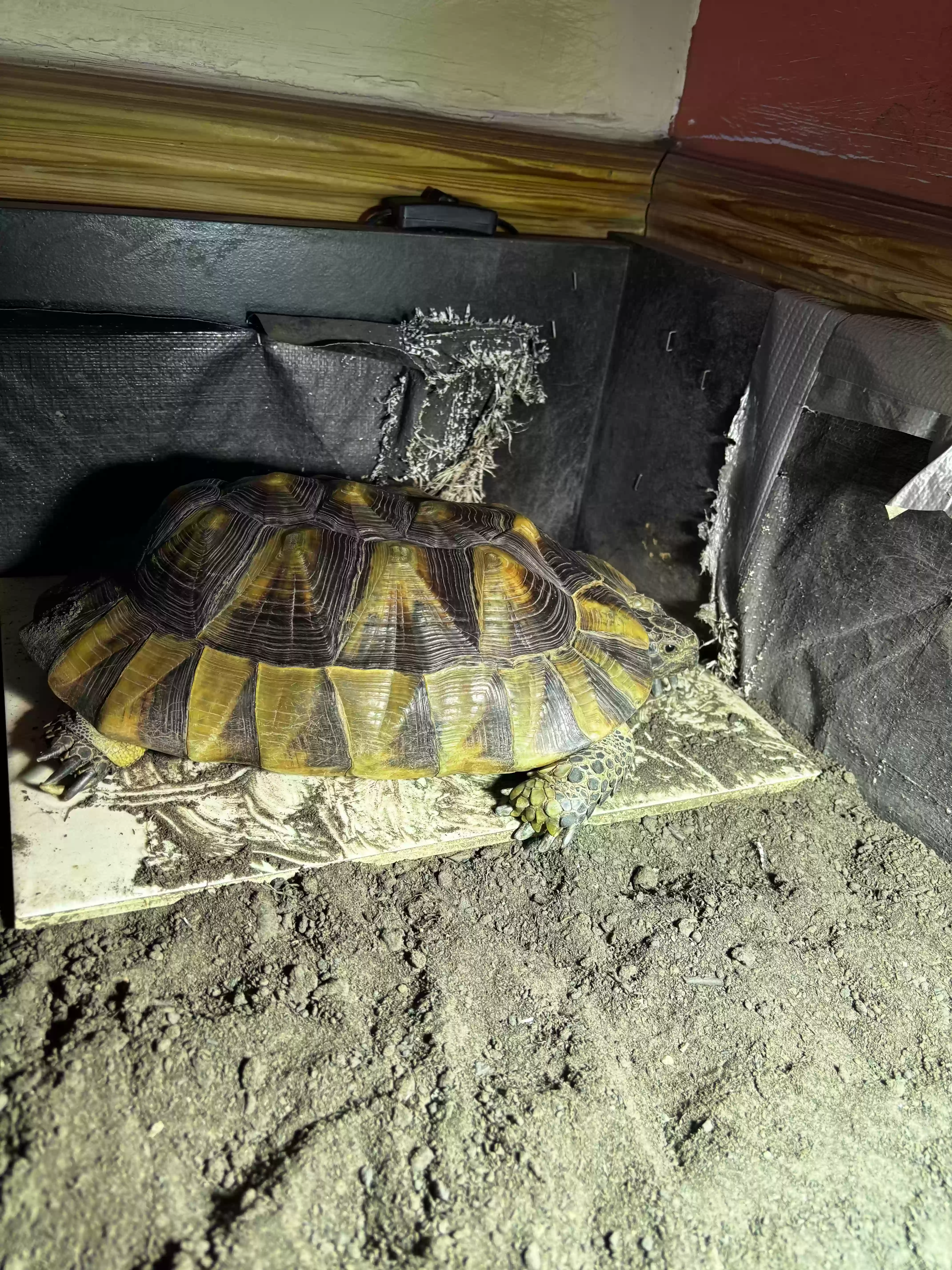 adoptable Reptile in York,England named