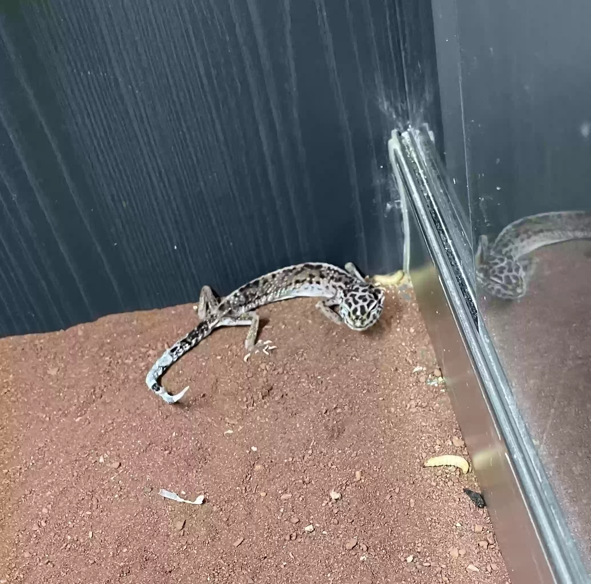 adoptable Reptile in Sunderland,England named
