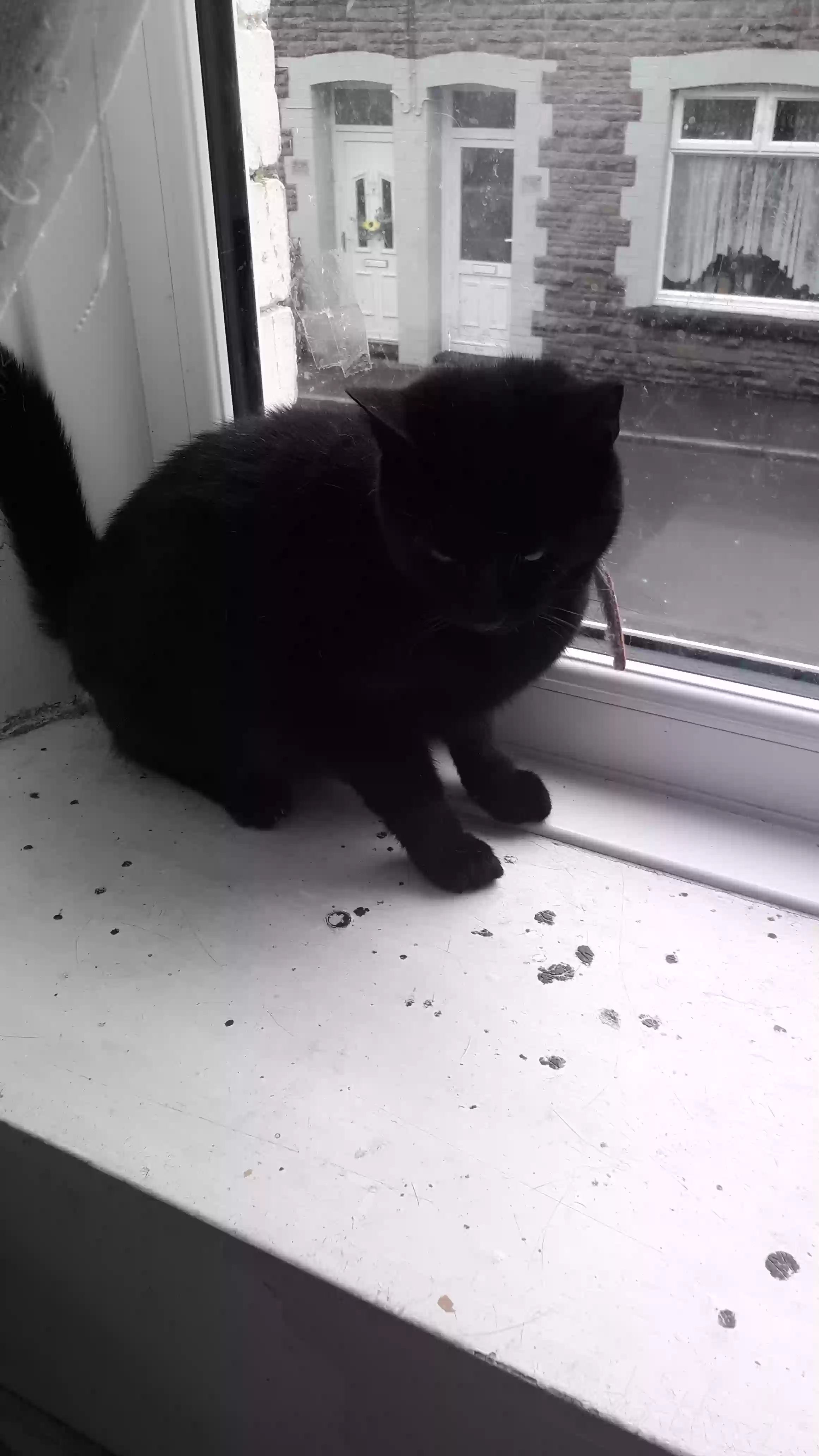adoptable Cat in Cardiff,Wales named Sooty and socks