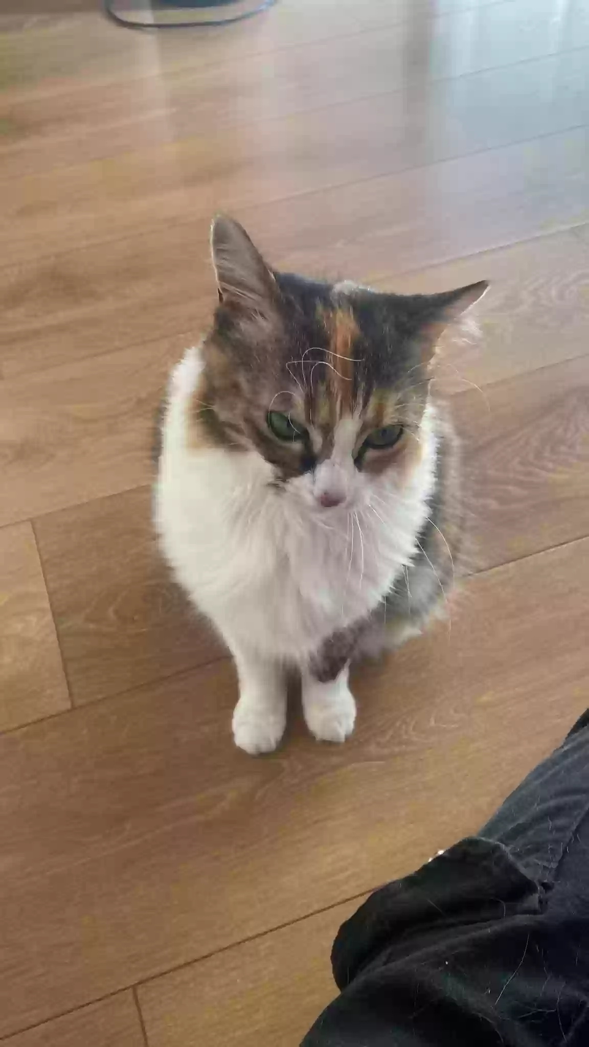 adoptable Cat in Kingston Upon Hull,England named Mia