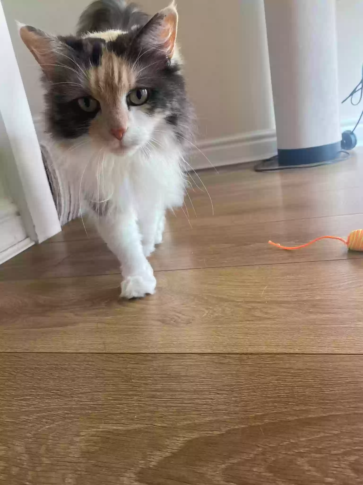 adoptable Cat in Kingston Upon Hull,England named Stella