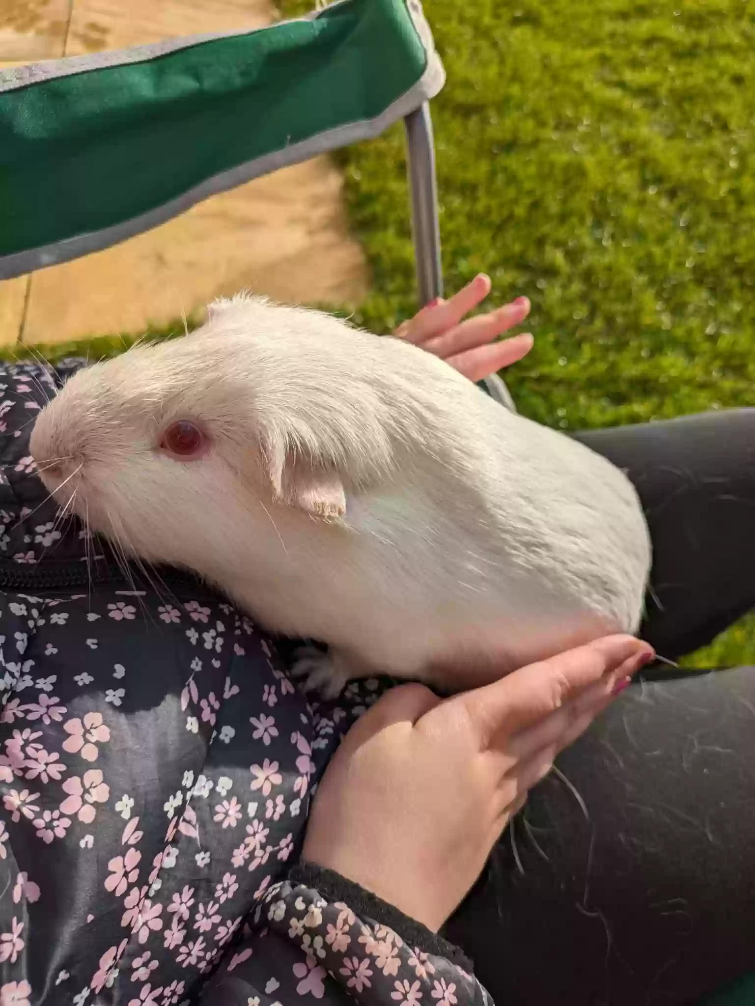 adoptable in Sheffield,England named Noodle