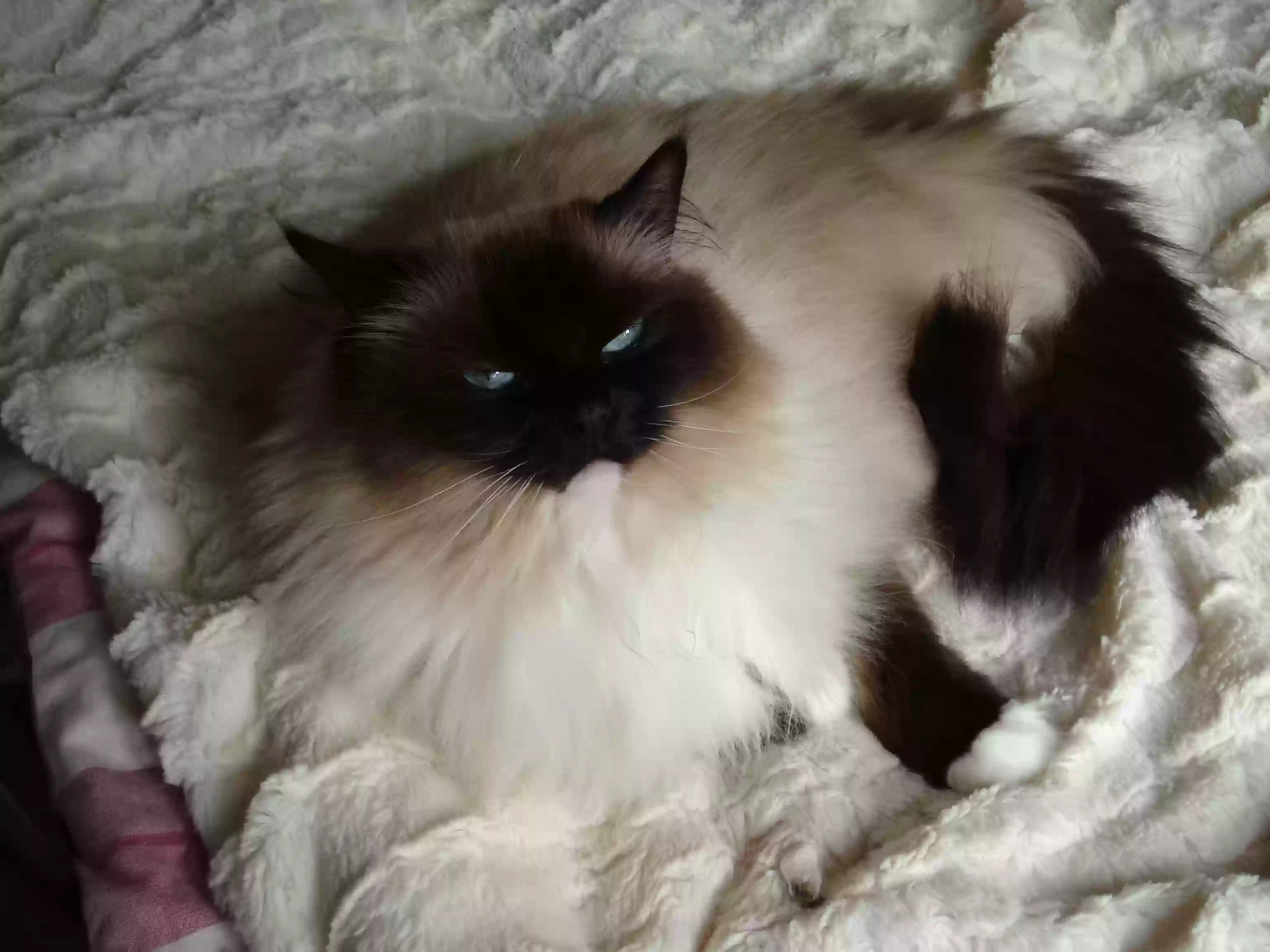 adoptable Cat in Stoke-on-Trent,England named Phoebe