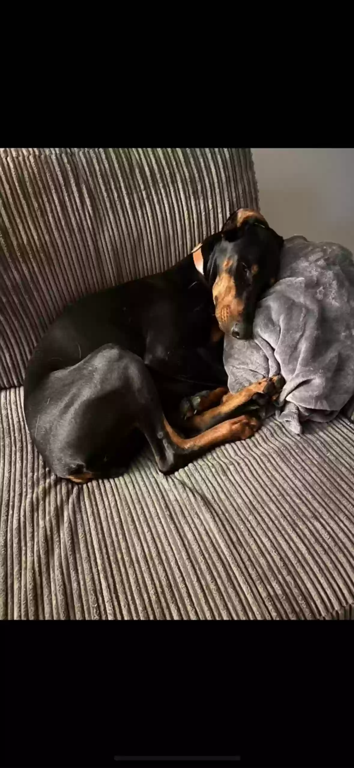 adoptable Dog in Canterbury,England named Tia