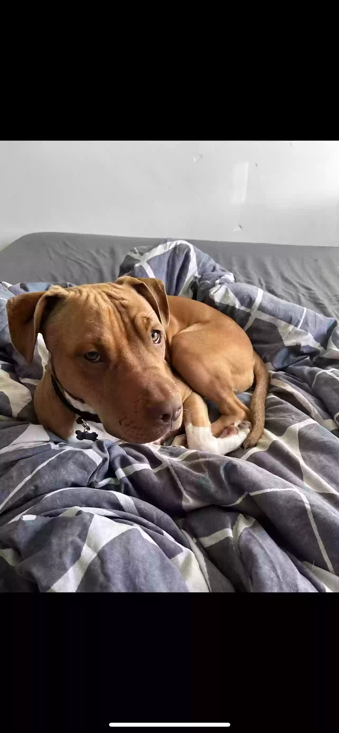 adoptable Dog in Lincoln,England named Zeus