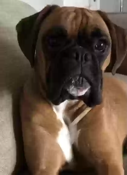 adoptable Dog in Glasgow,Scotland named Lanah
