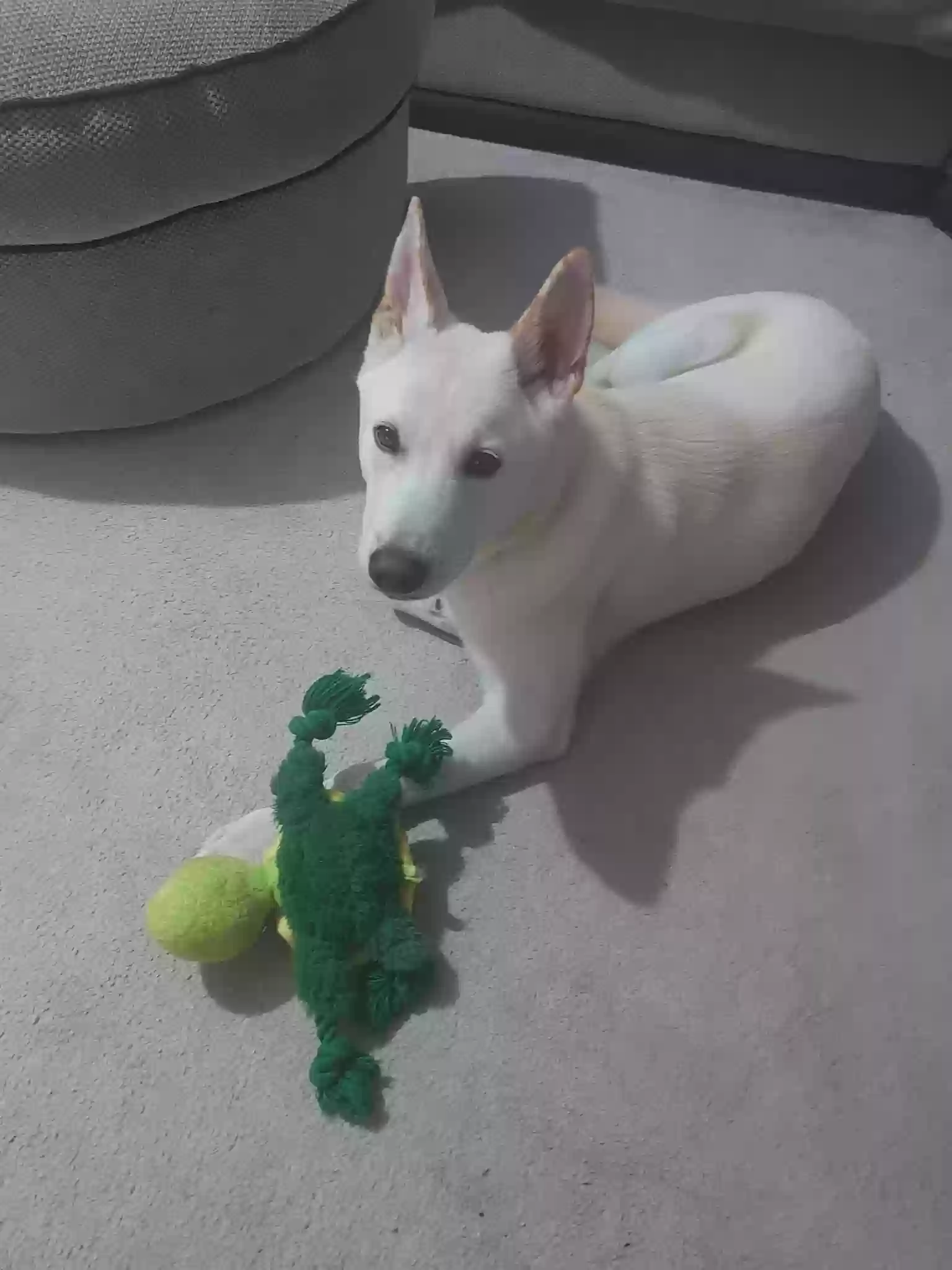 adoptable Dog in Kingston Upon Hull,England named Finlay