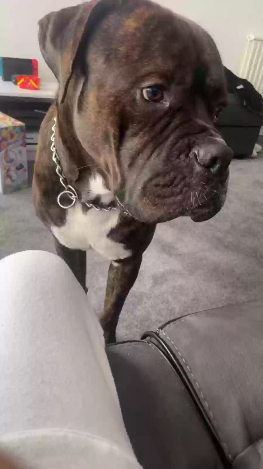 adoptable Dog in London,England named Major