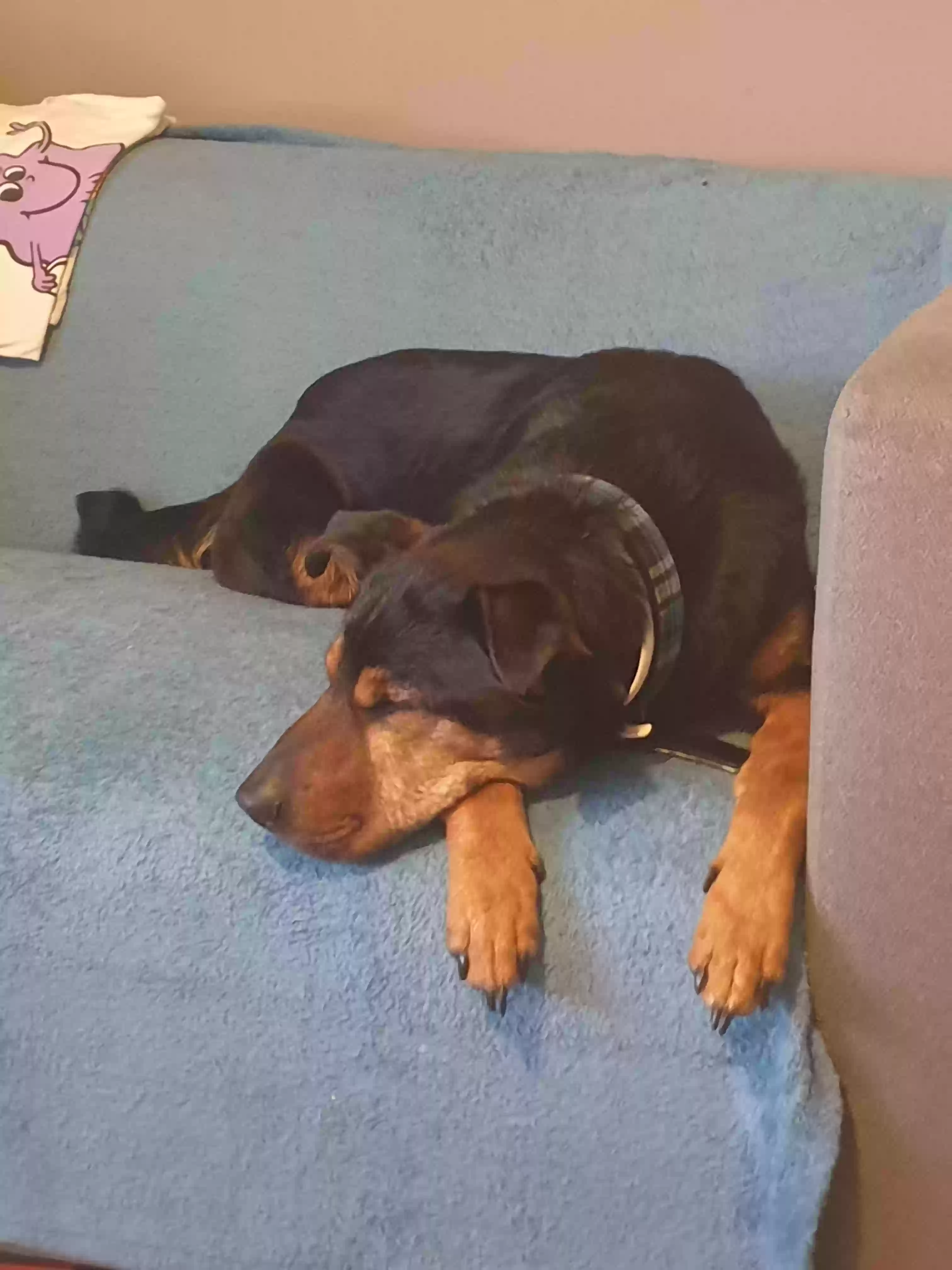 adoptable Dog in Wolverhampton,England named Rocky