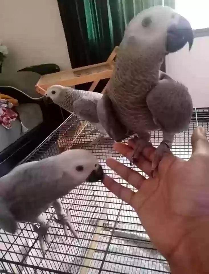 adoptable Bird in Leicester,England named Loris