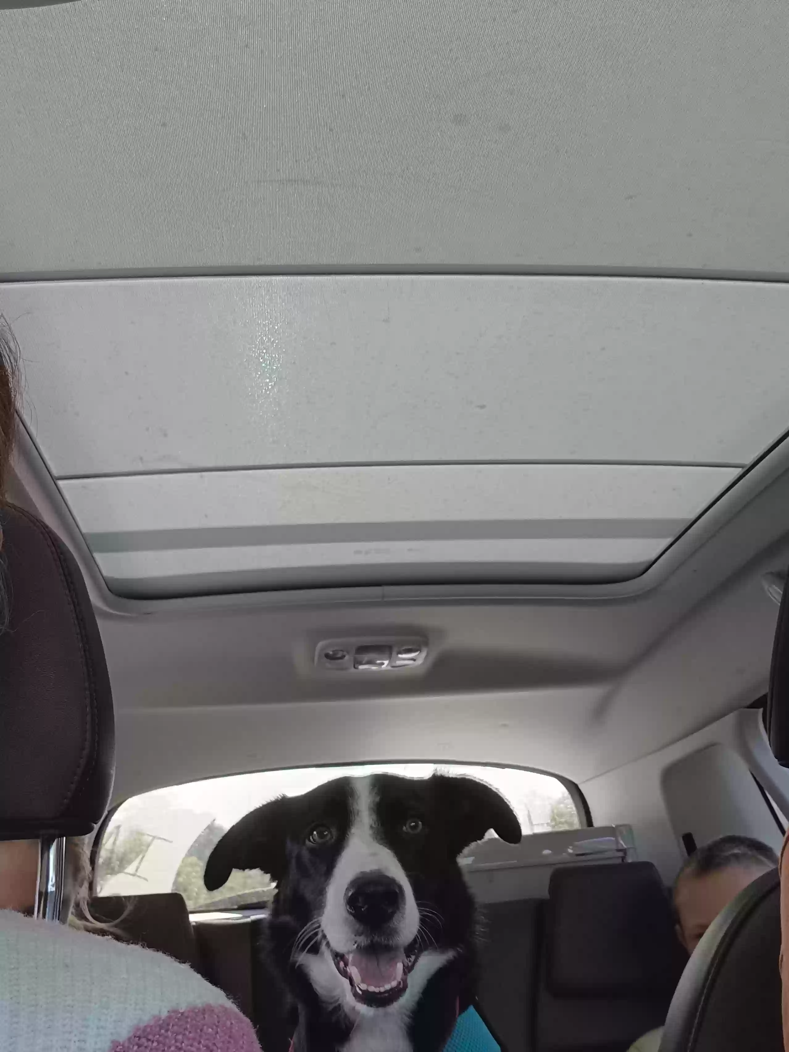 adoptable Dog in Plymouth,England named