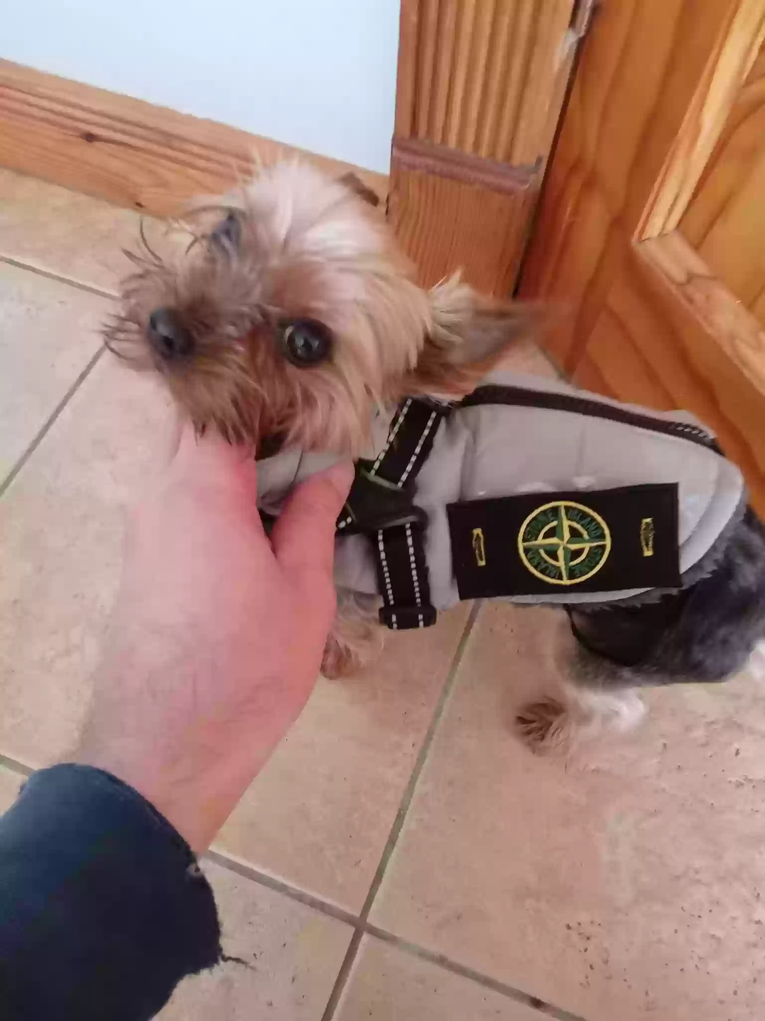 adoptable Dog in Bradford,England named Teddy