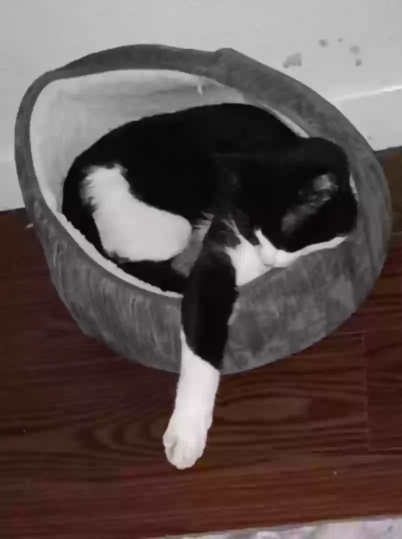 adoptable Cat in Portsmouth,England named Coco