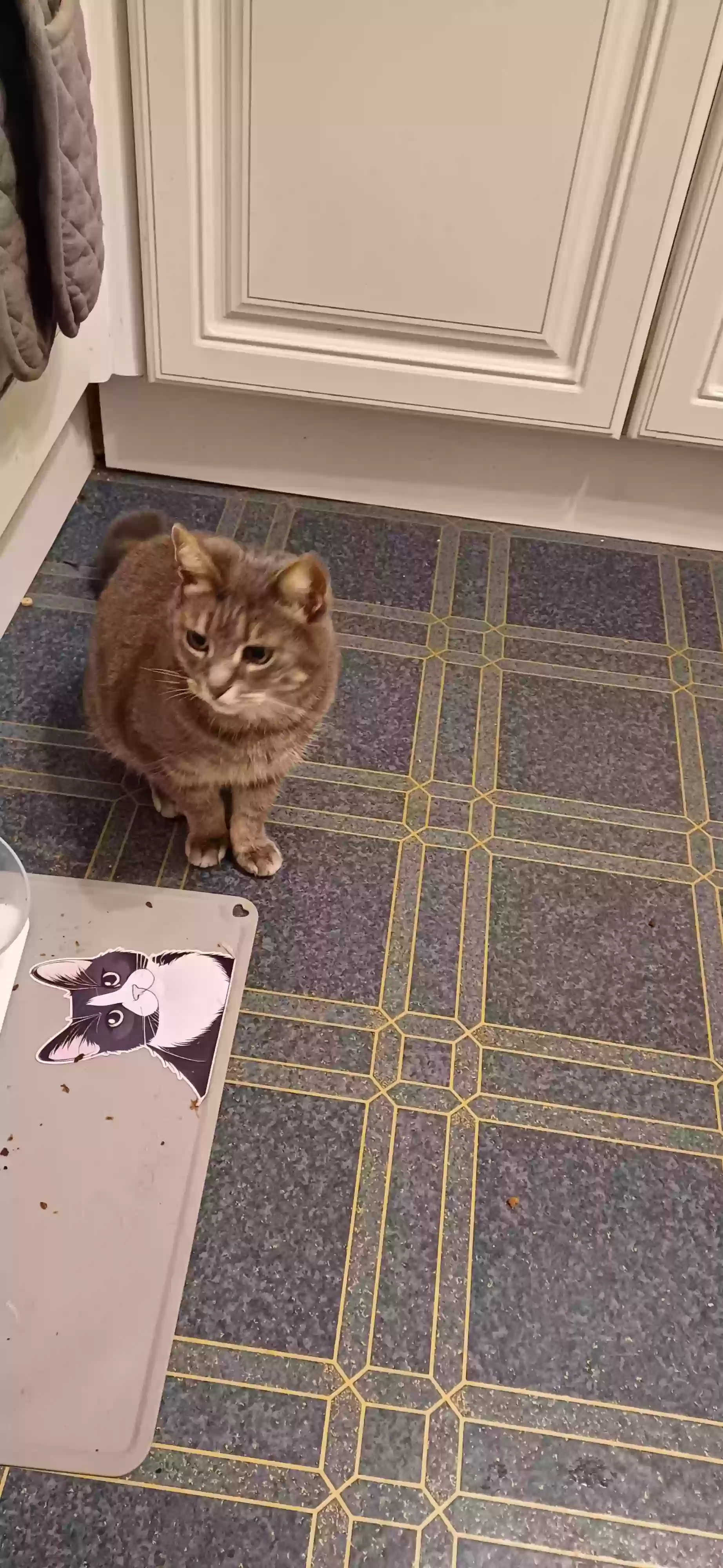 adoptable Cat in Portsmouth,England named Missy