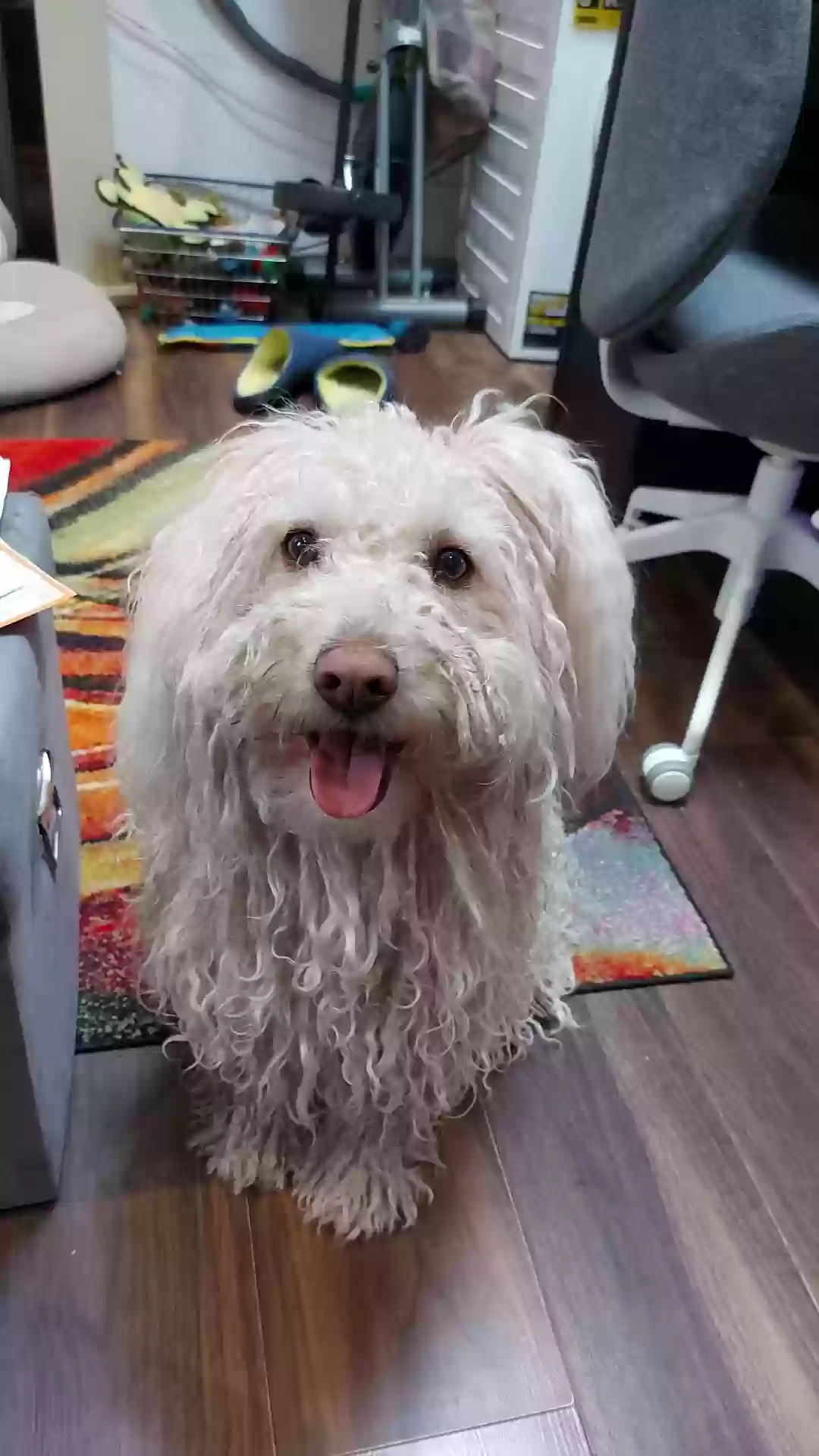 adoptable Dog in London,England named Starbug