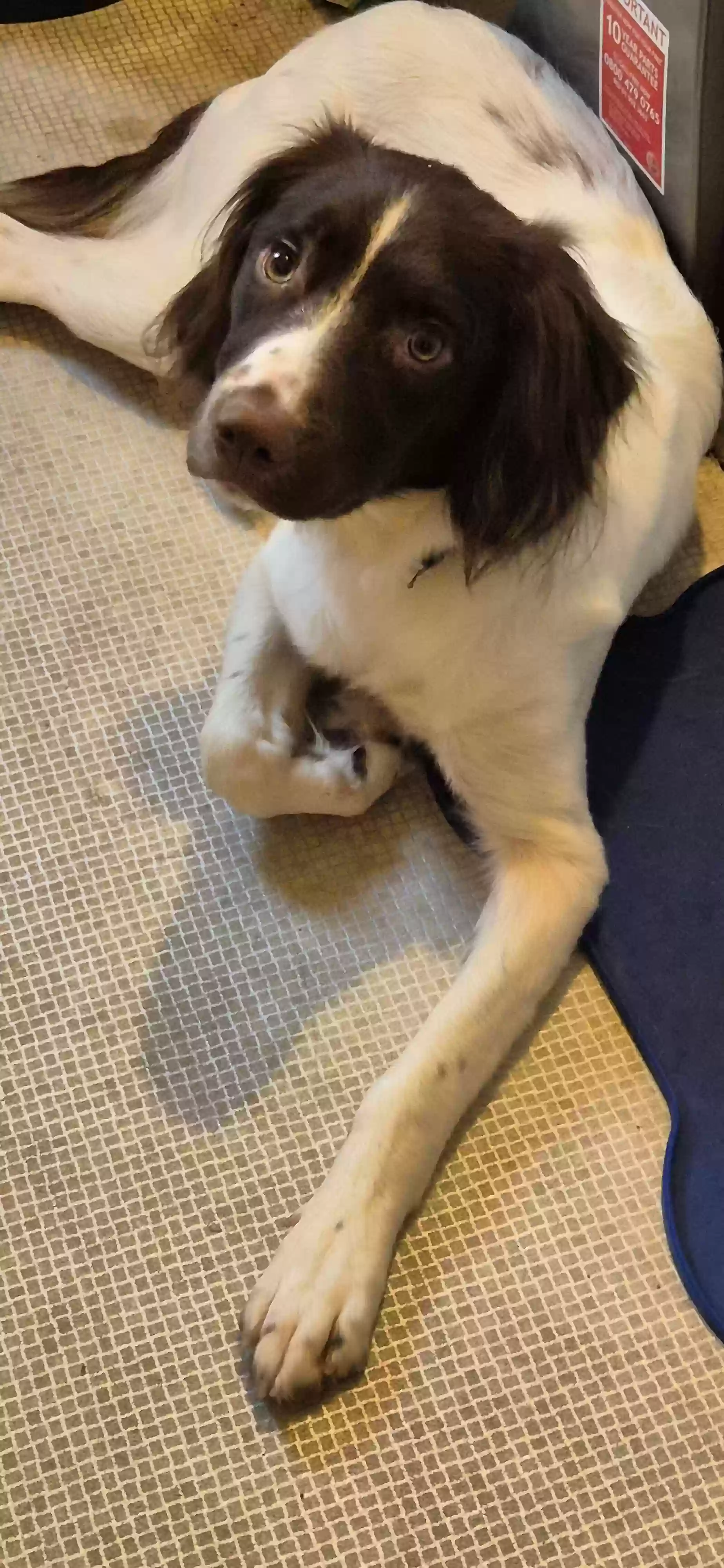 adoptable Dog in Dundee,Scotland named Ozzy