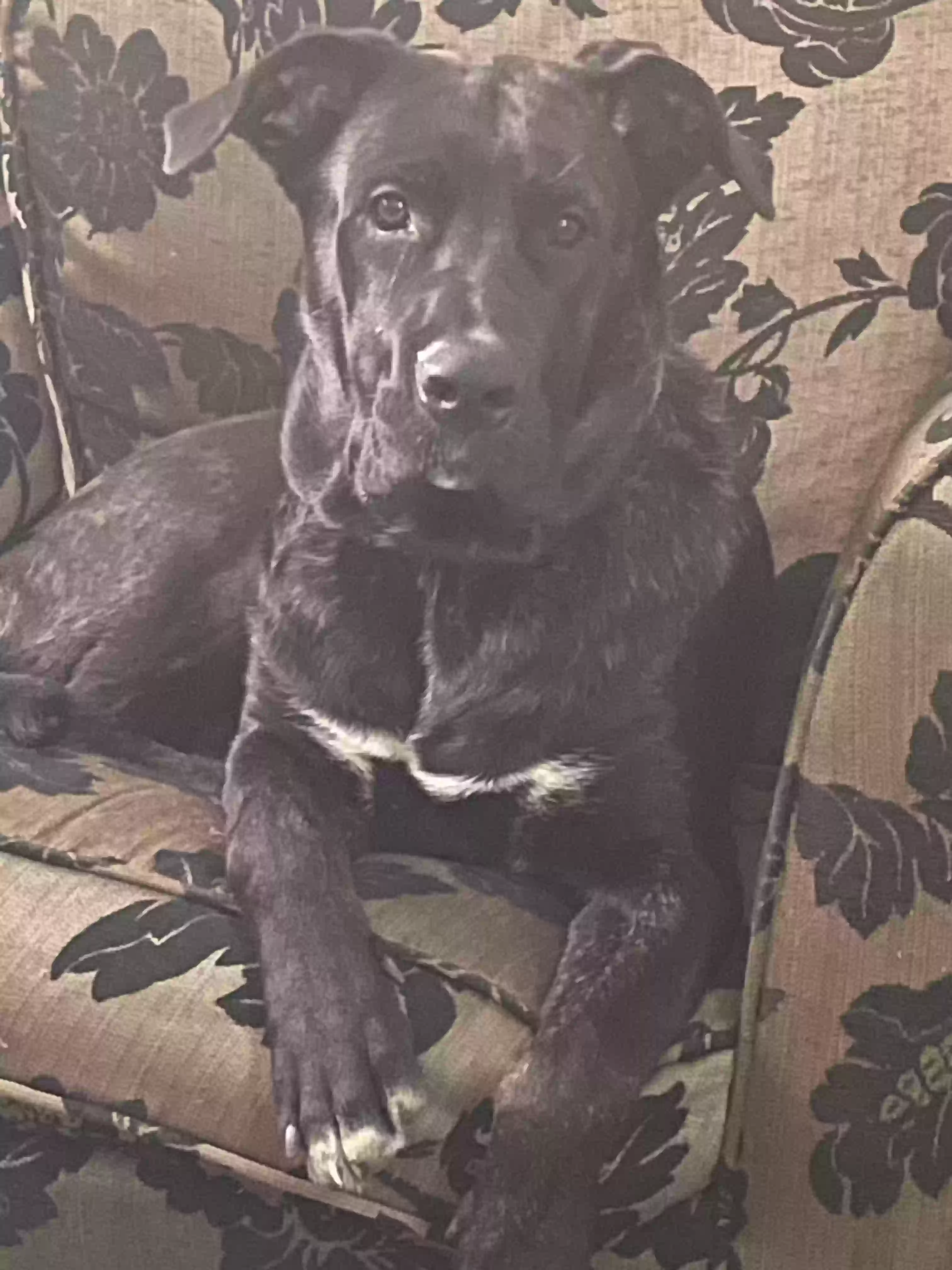 adoptable Dog in Canterbury,England named Caine