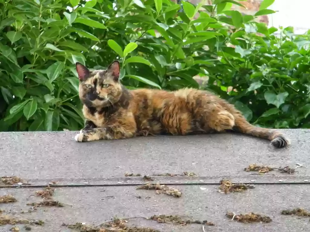 adoptable Cat in York,England named Tilly