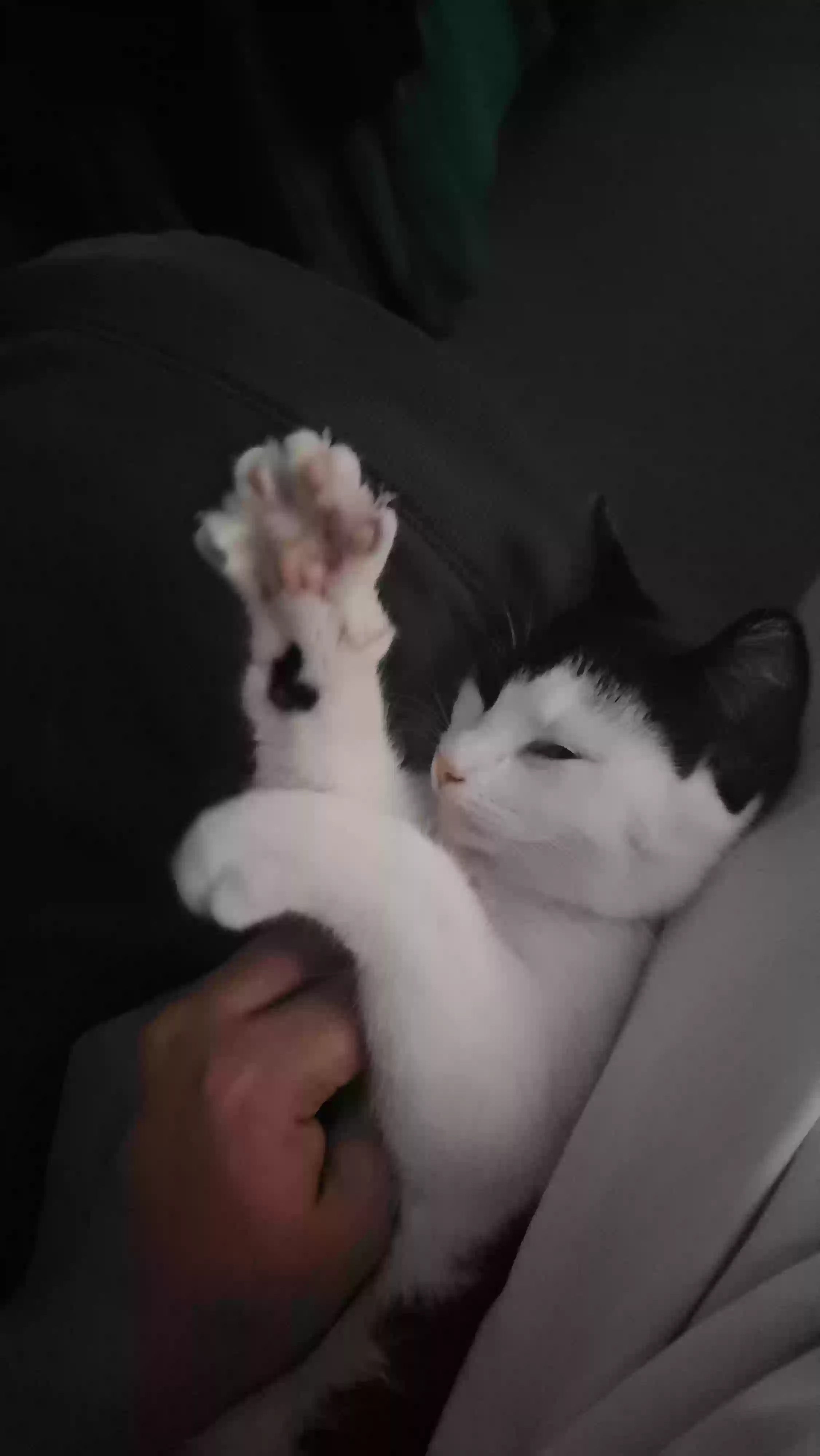 adoptable Cat in Leeds,England named Polly