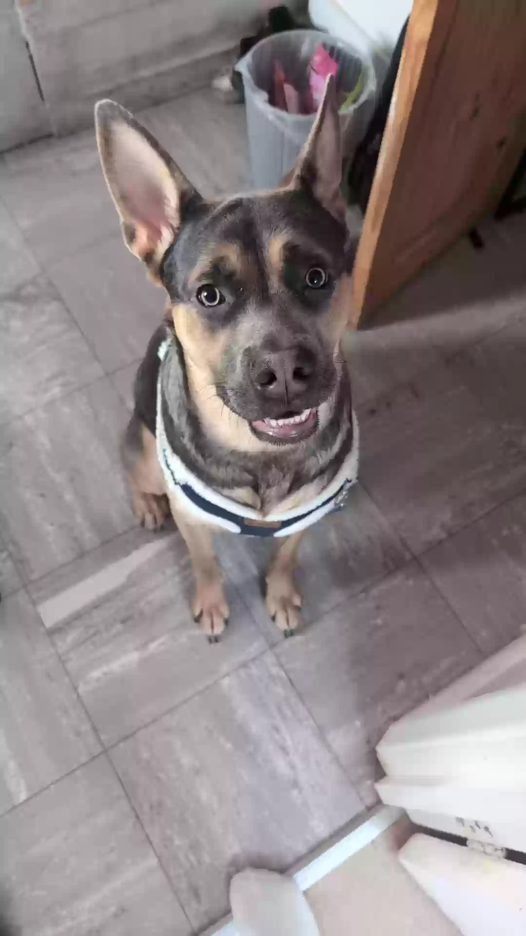 adoptable Dog in Brighton & Hove,England named Hades
