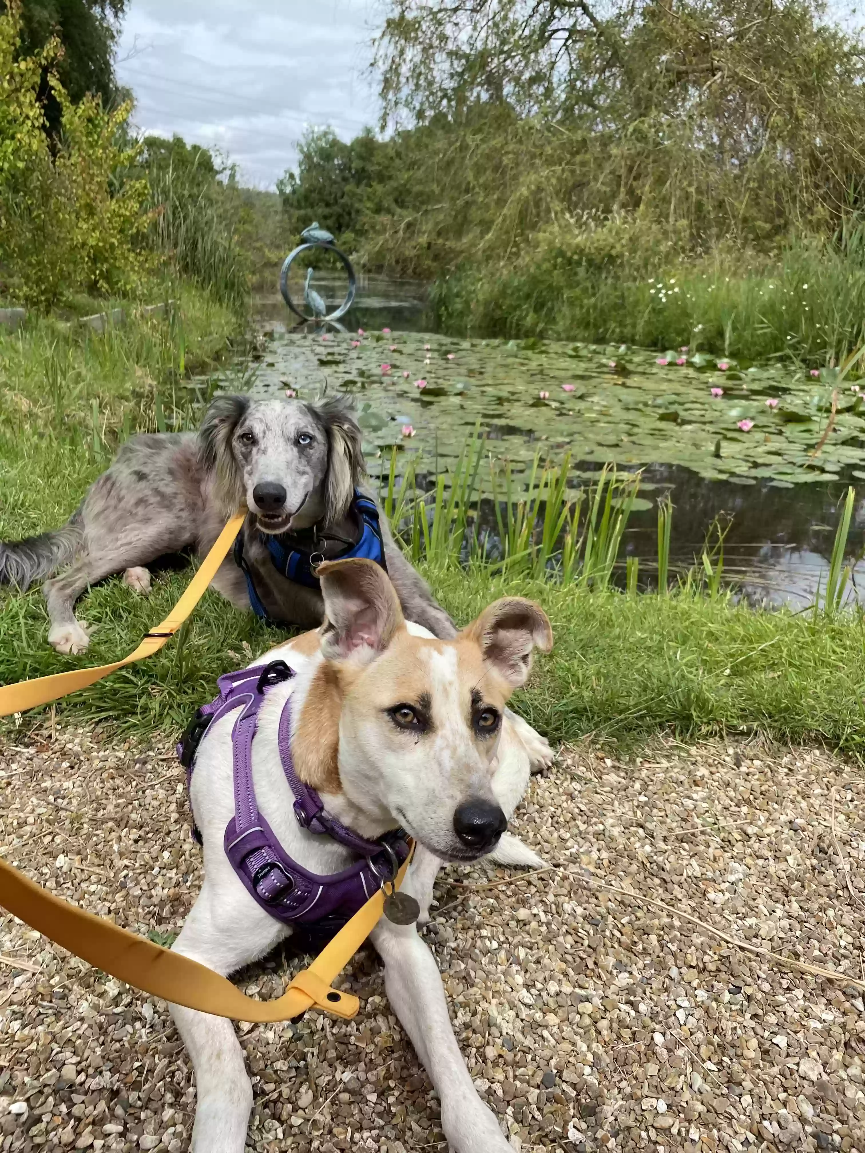 adoptable Dog in London,England named Bambi