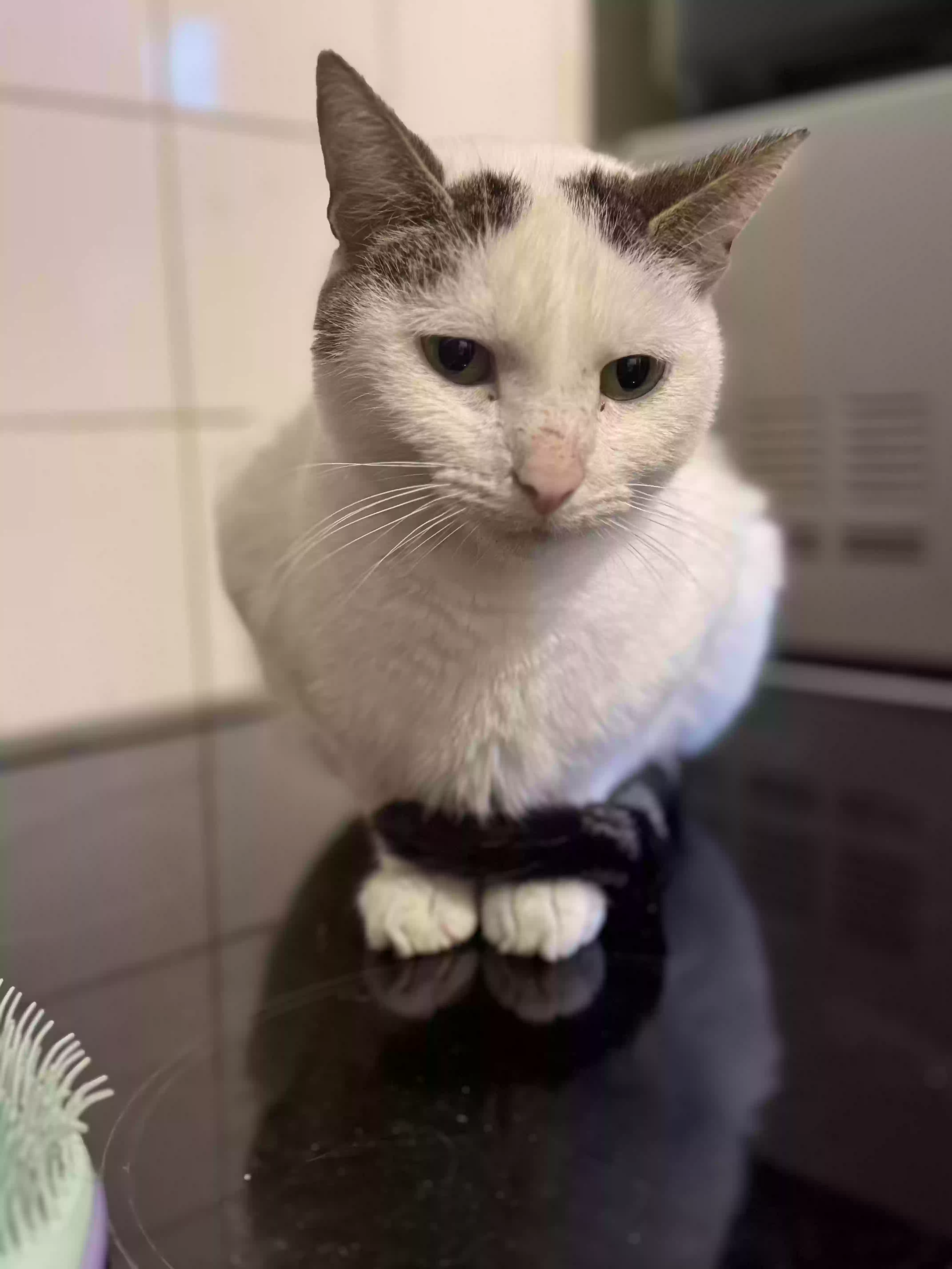 adoptable Cat in Portsmouth,England named Aries
