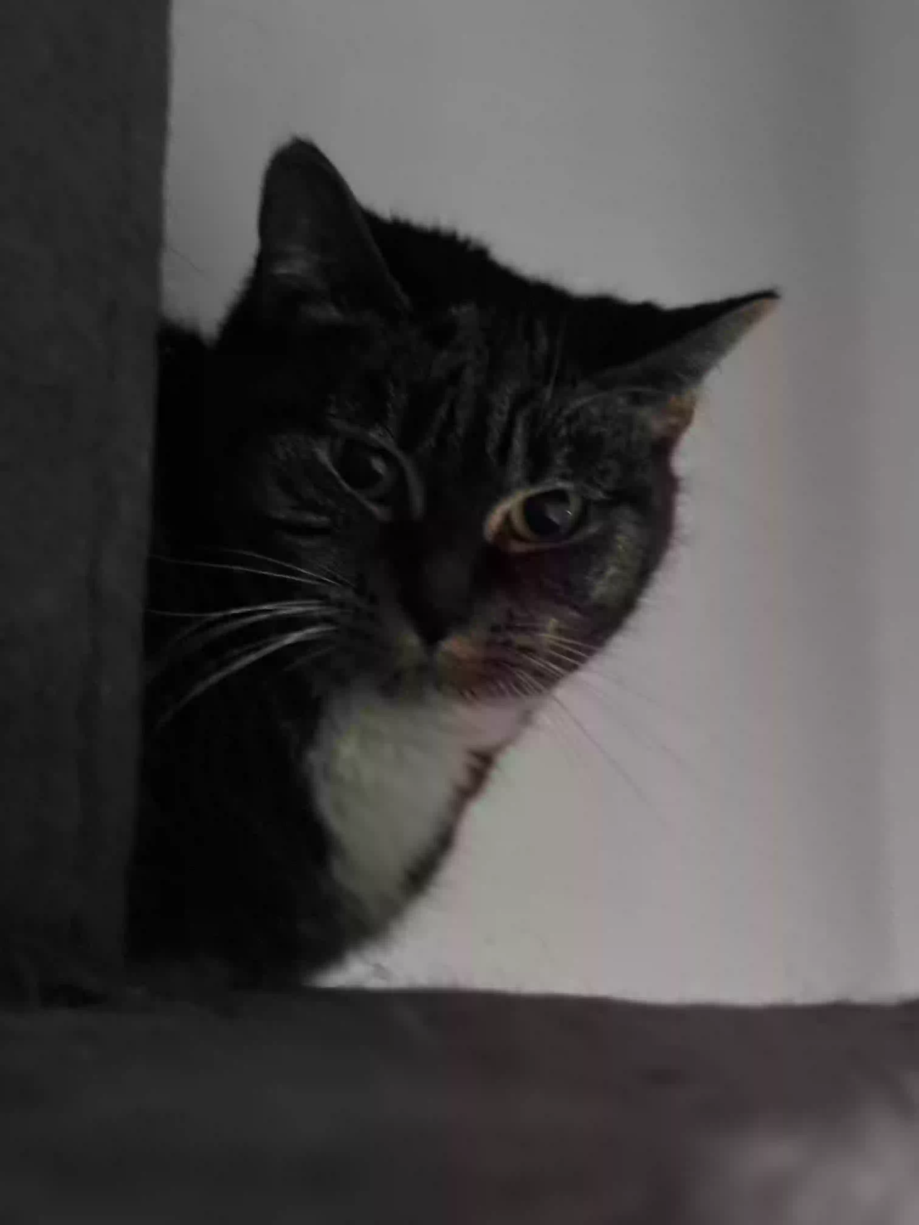 adoptable Cat in Portsmouth,England named Teddy