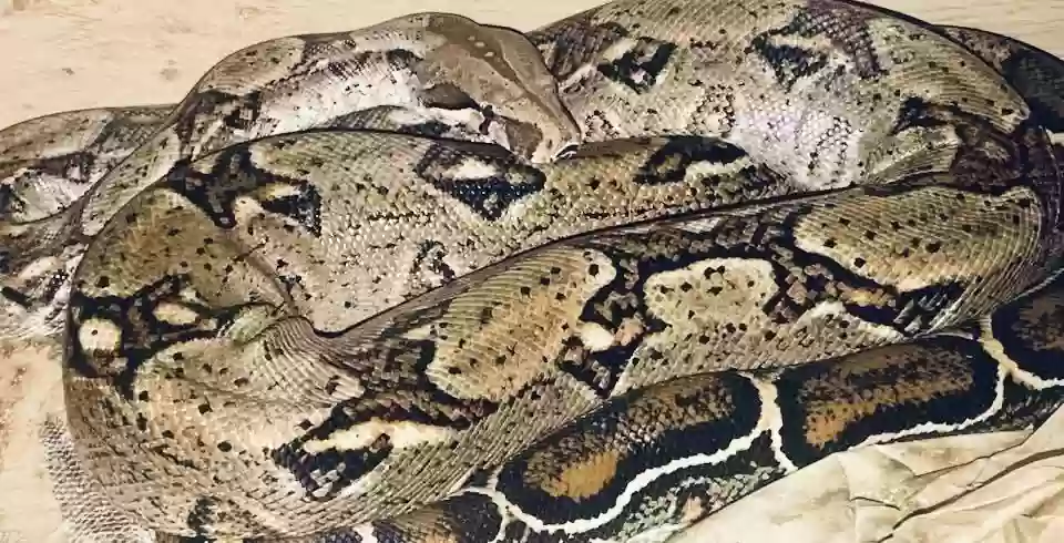 adoptable Reptile in Southampton,England named Flo