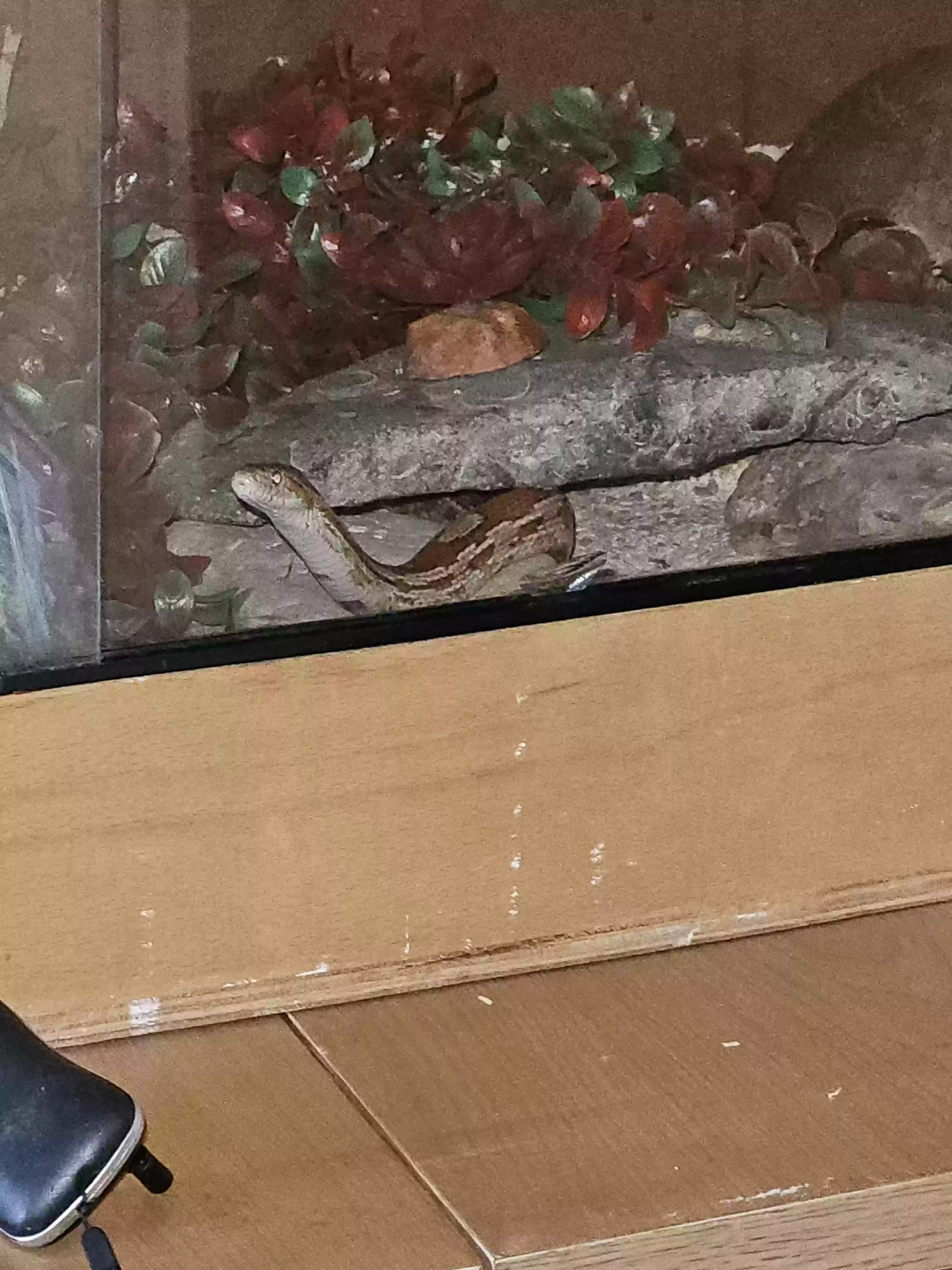 adoptable Reptile in Newcastle Upon Tyne,England named Sydney