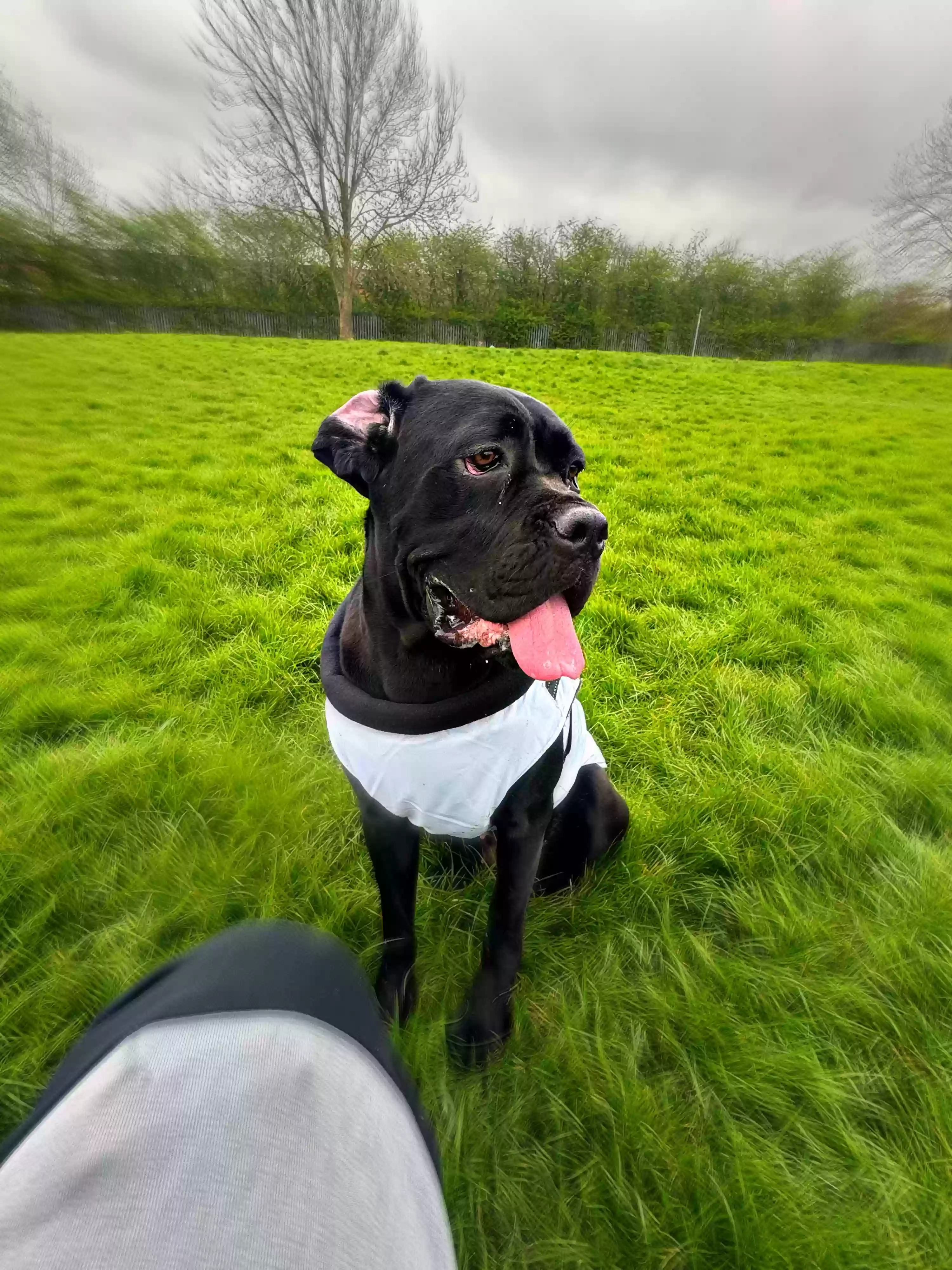 adoptable Dog in Derby,England named Jet