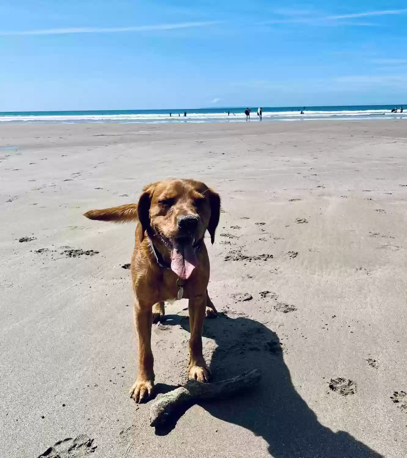 adoptable Dog in Gloucester,England named Maverick