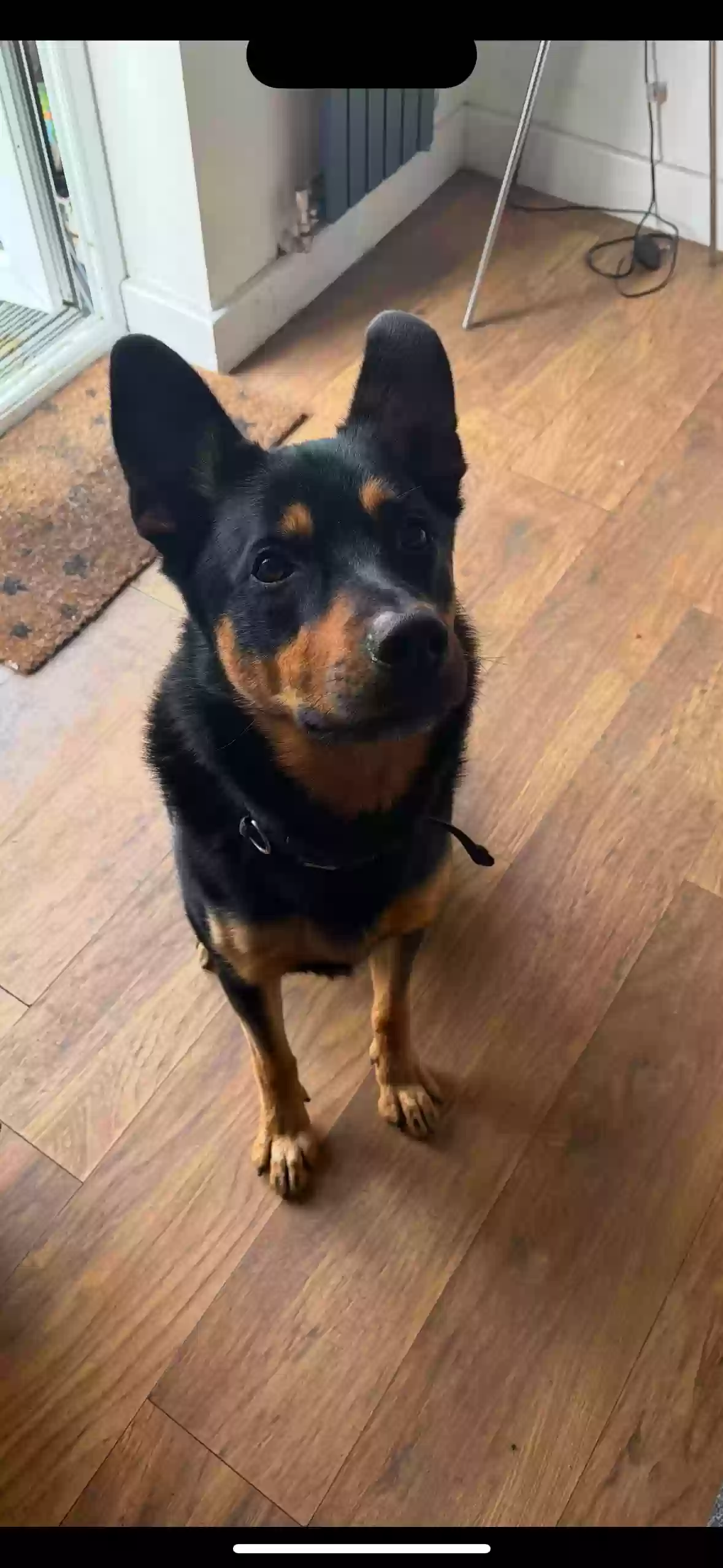 adoptable Dog in Leeds,England named Rex